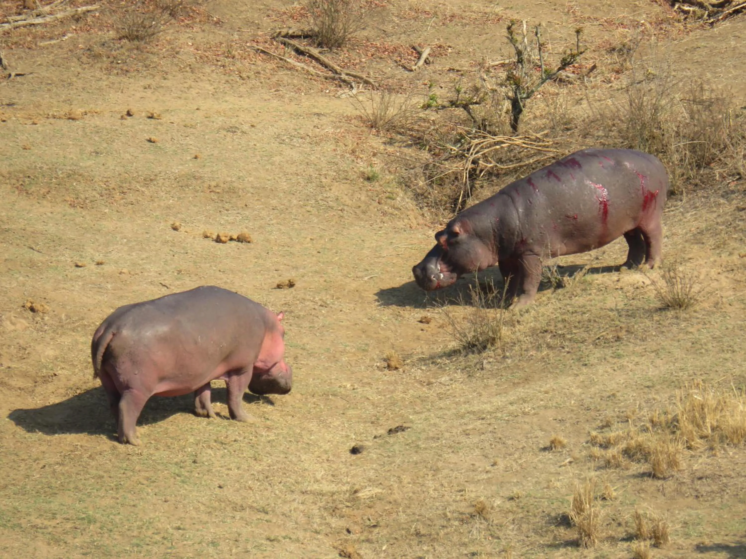 Animals in Riverview Inn