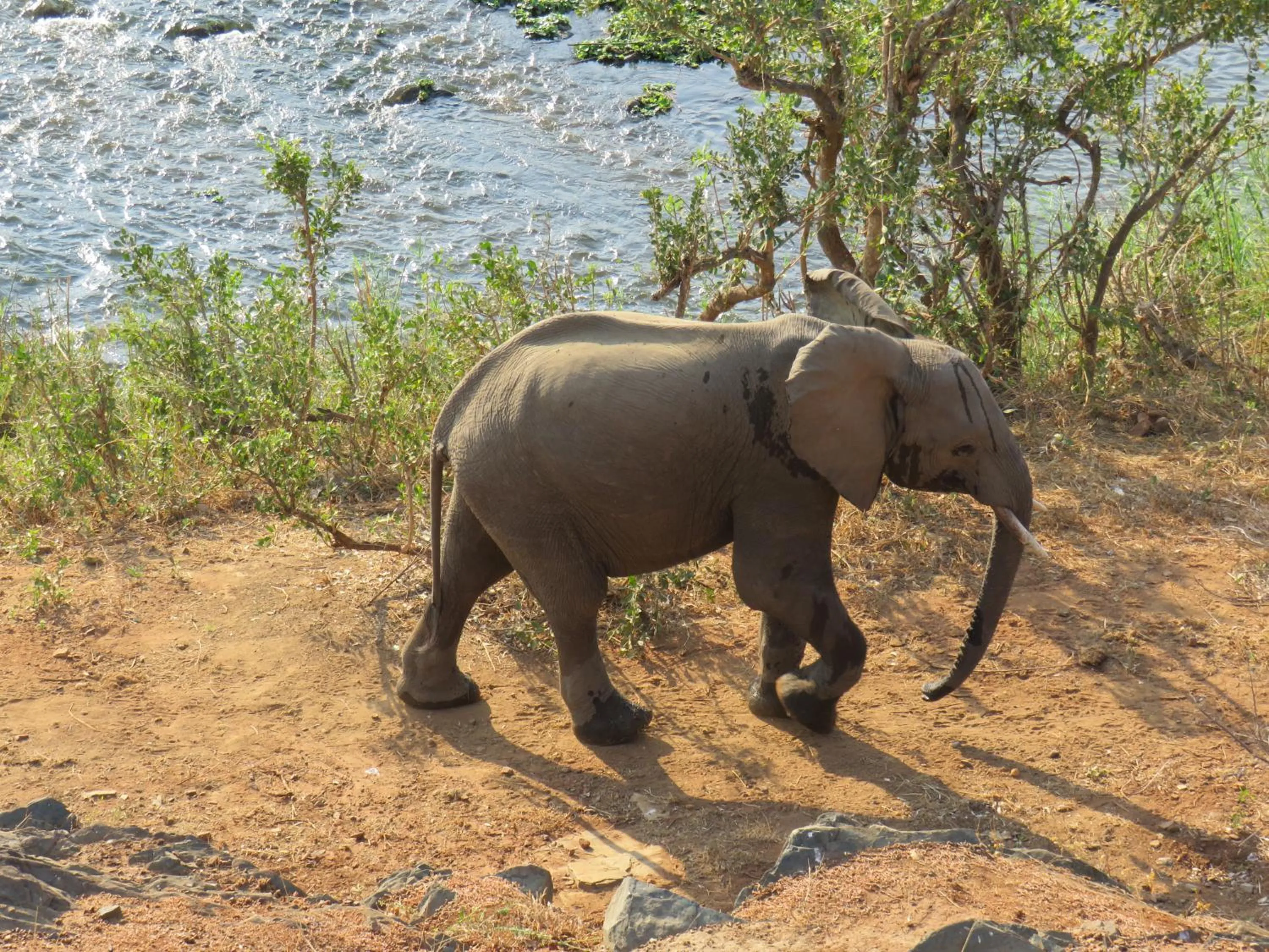 Pets in Riverview Inn