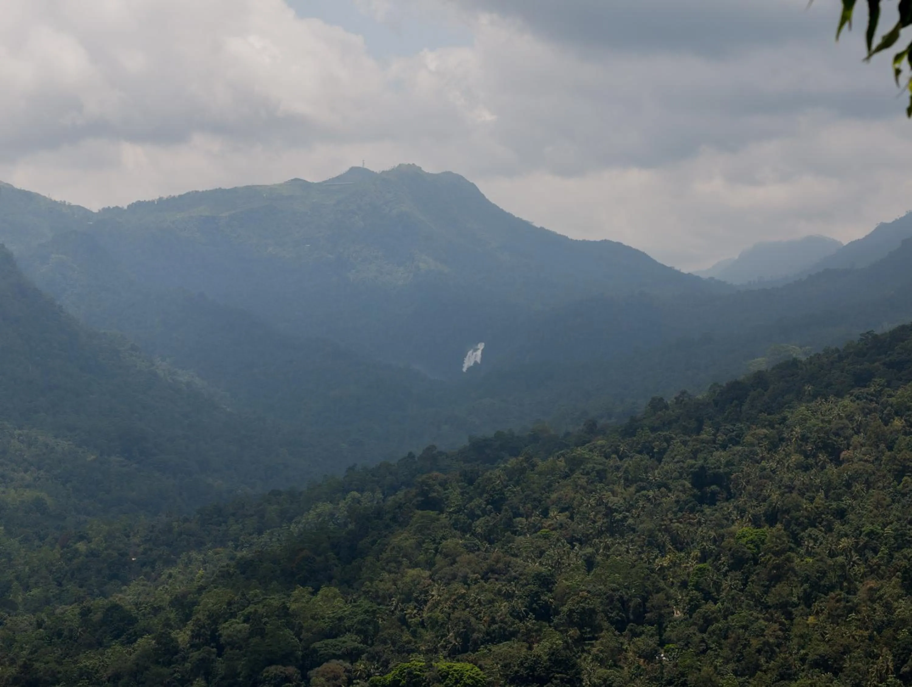 Tree Houses by Jungle River