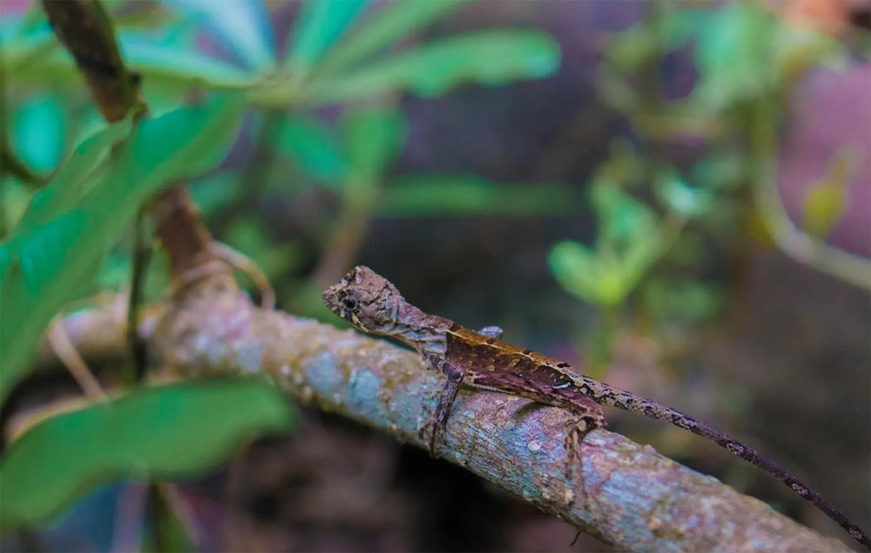 Animals in Tree Houses by Jungle River