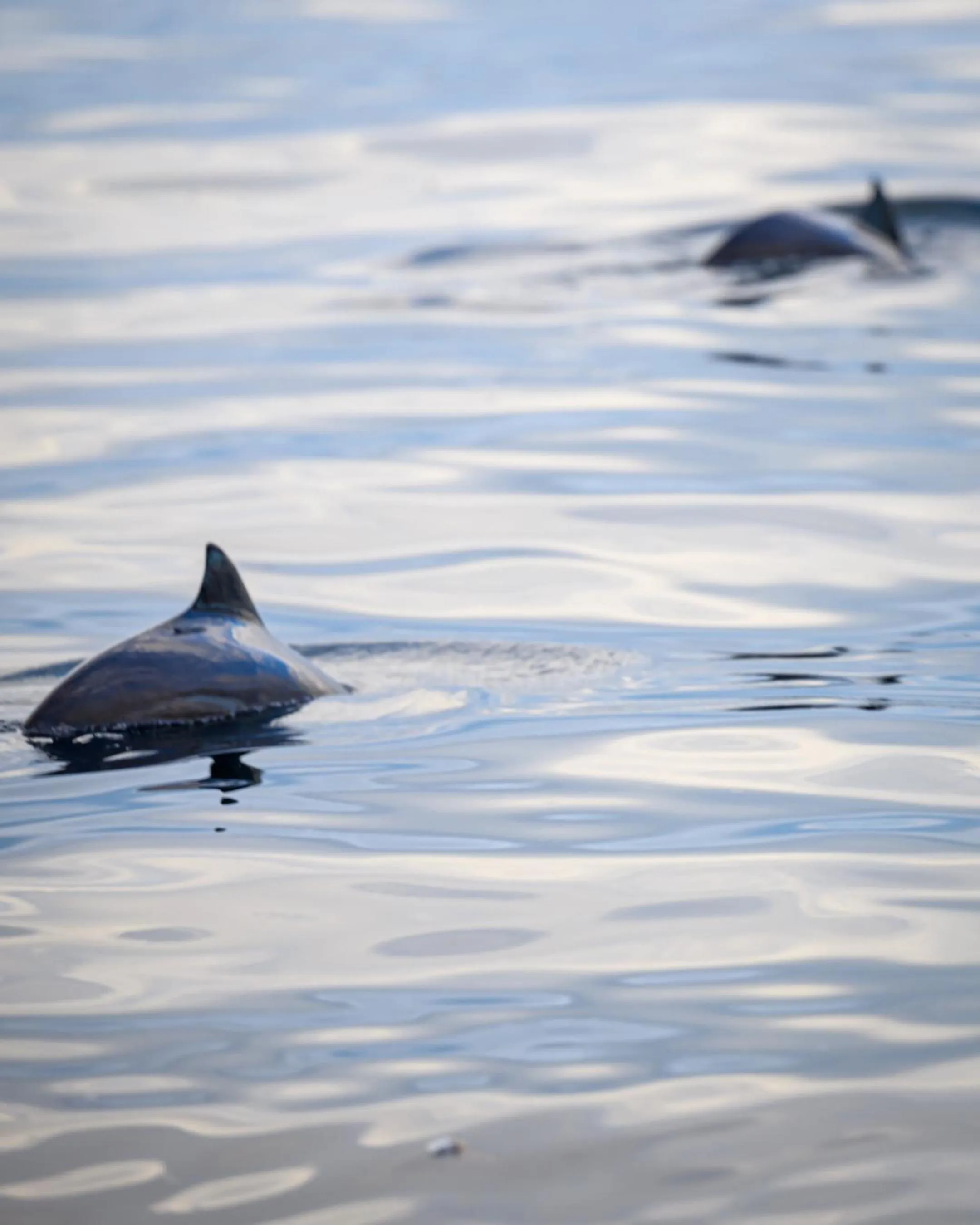 Northern Light Hotell/Camp Steinfjord