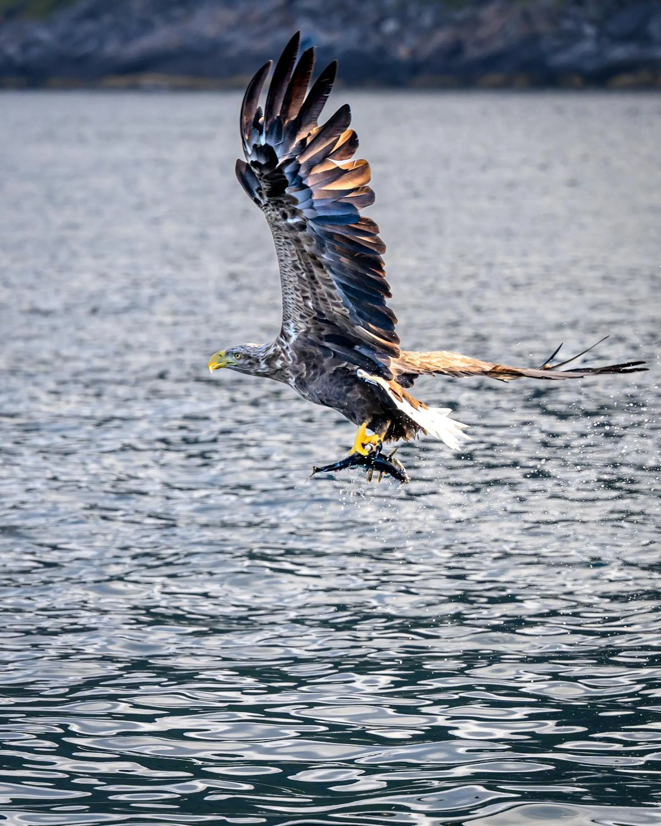 Northern Light Hotell/Camp Steinfjord