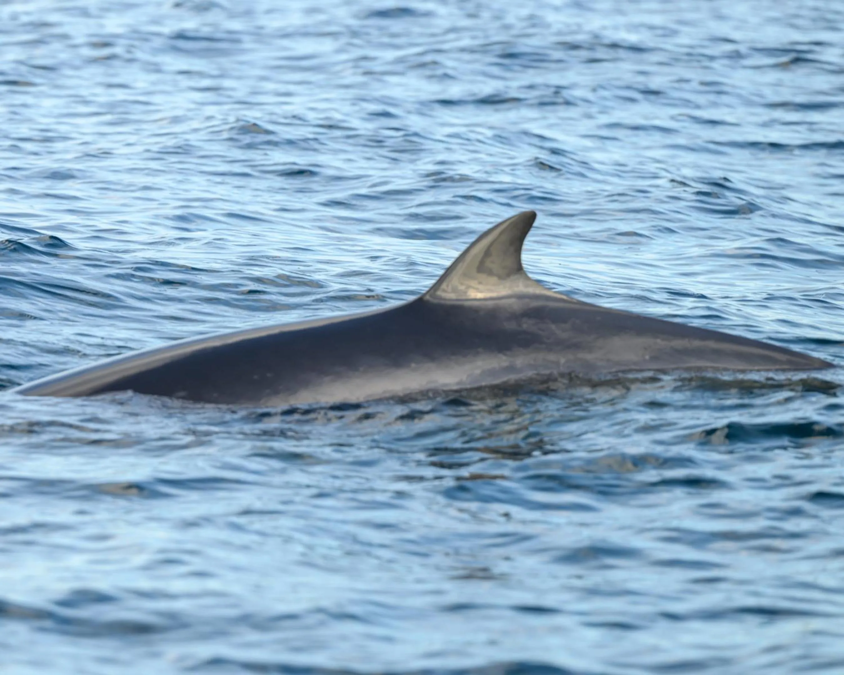 Northern Light Hotell/Camp Steinfjord
