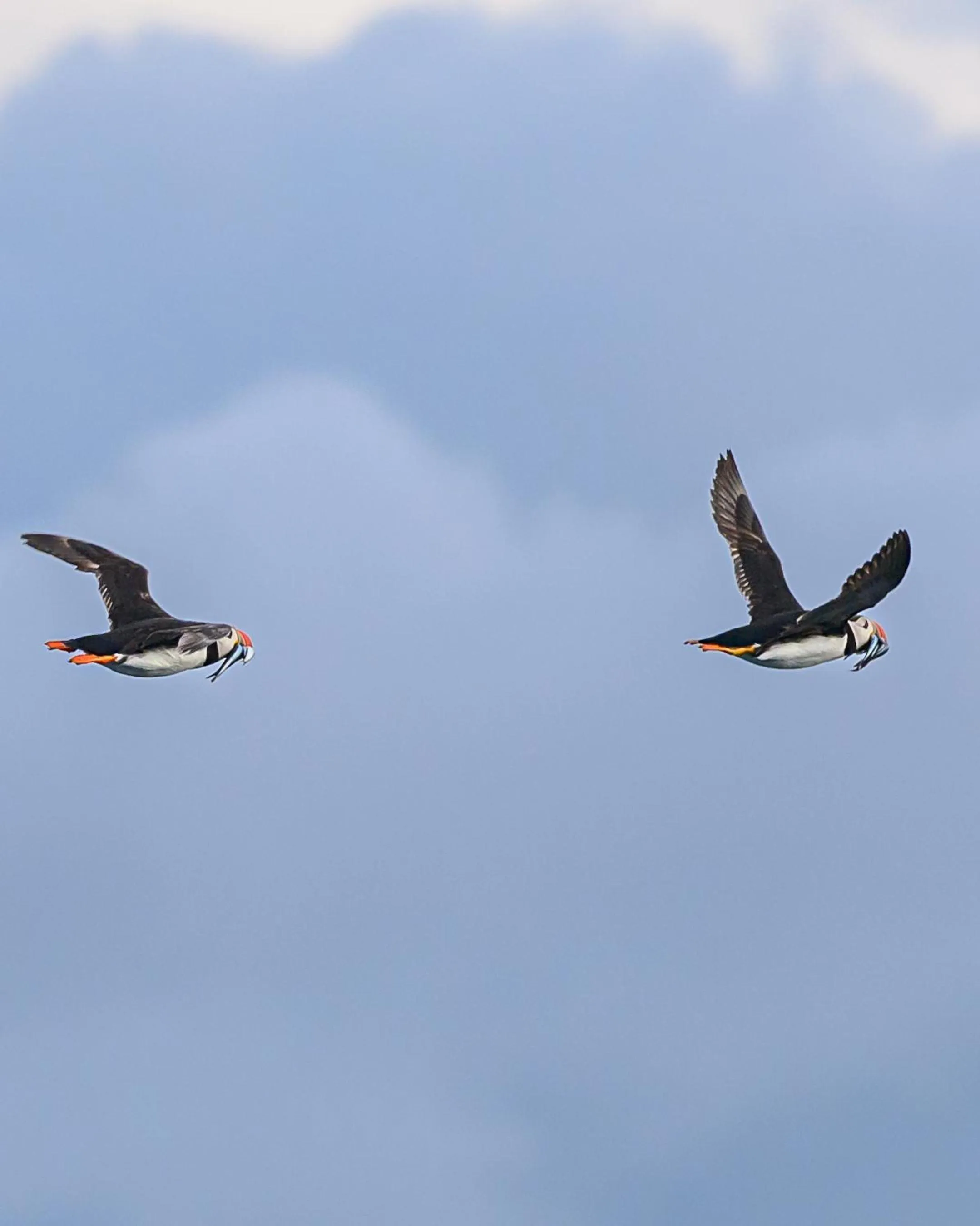 Northern Light Hotell/Camp Steinfjord