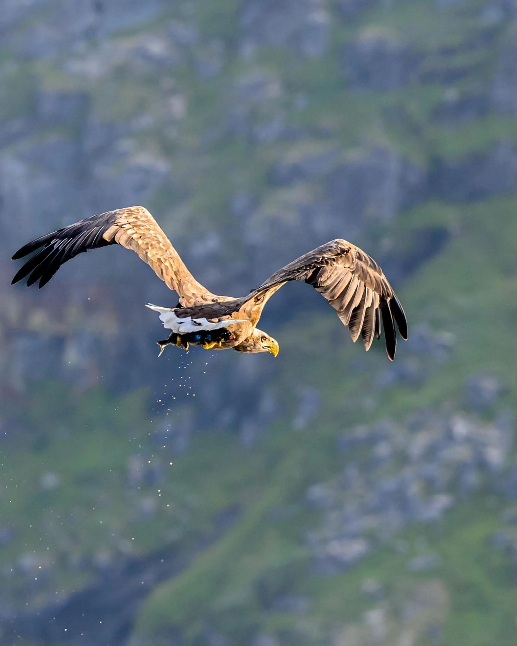 Northern Light Hotell/Camp Steinfjord