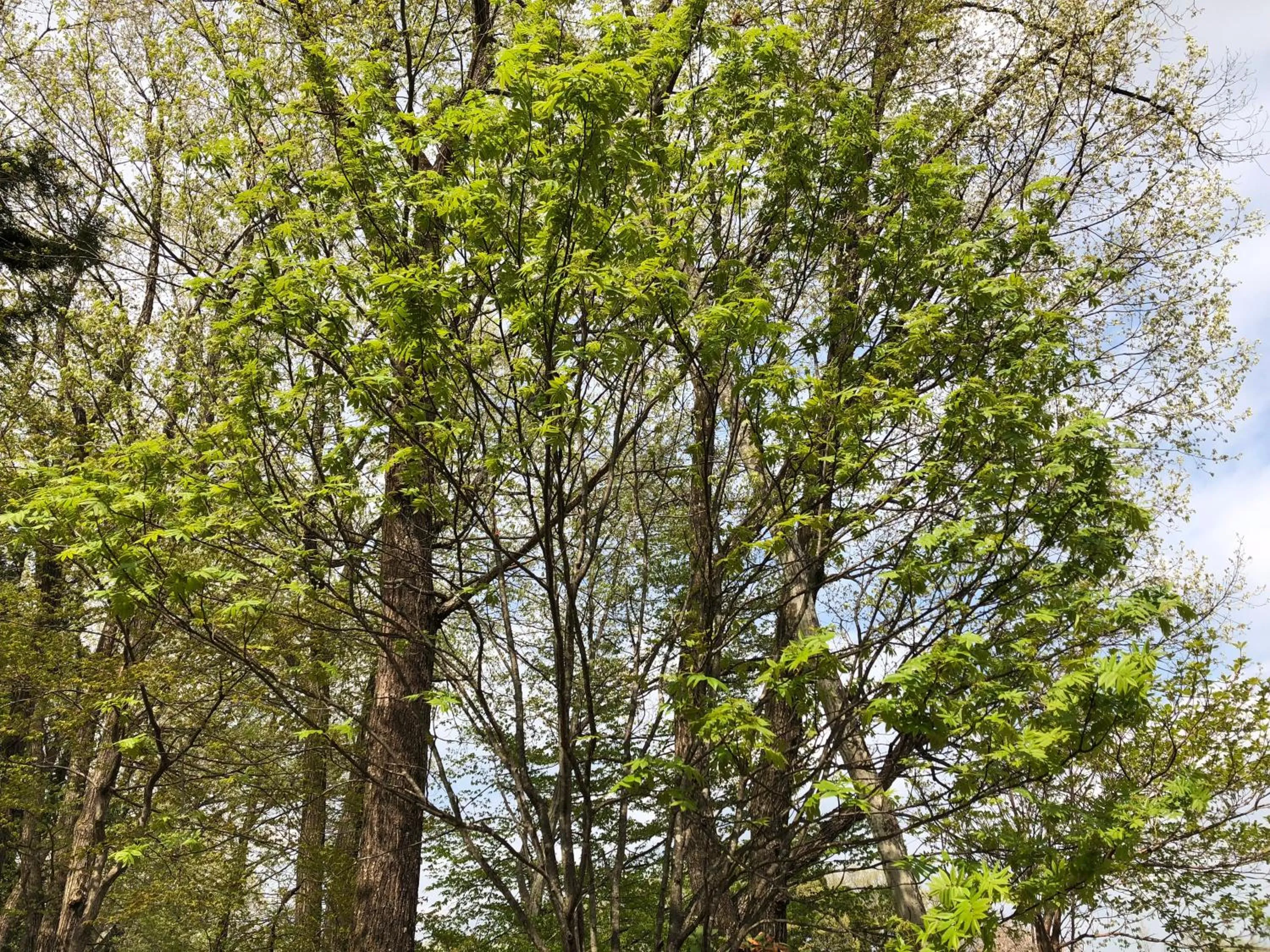 Natural landscape in kinugawaonsen Fukumatsu