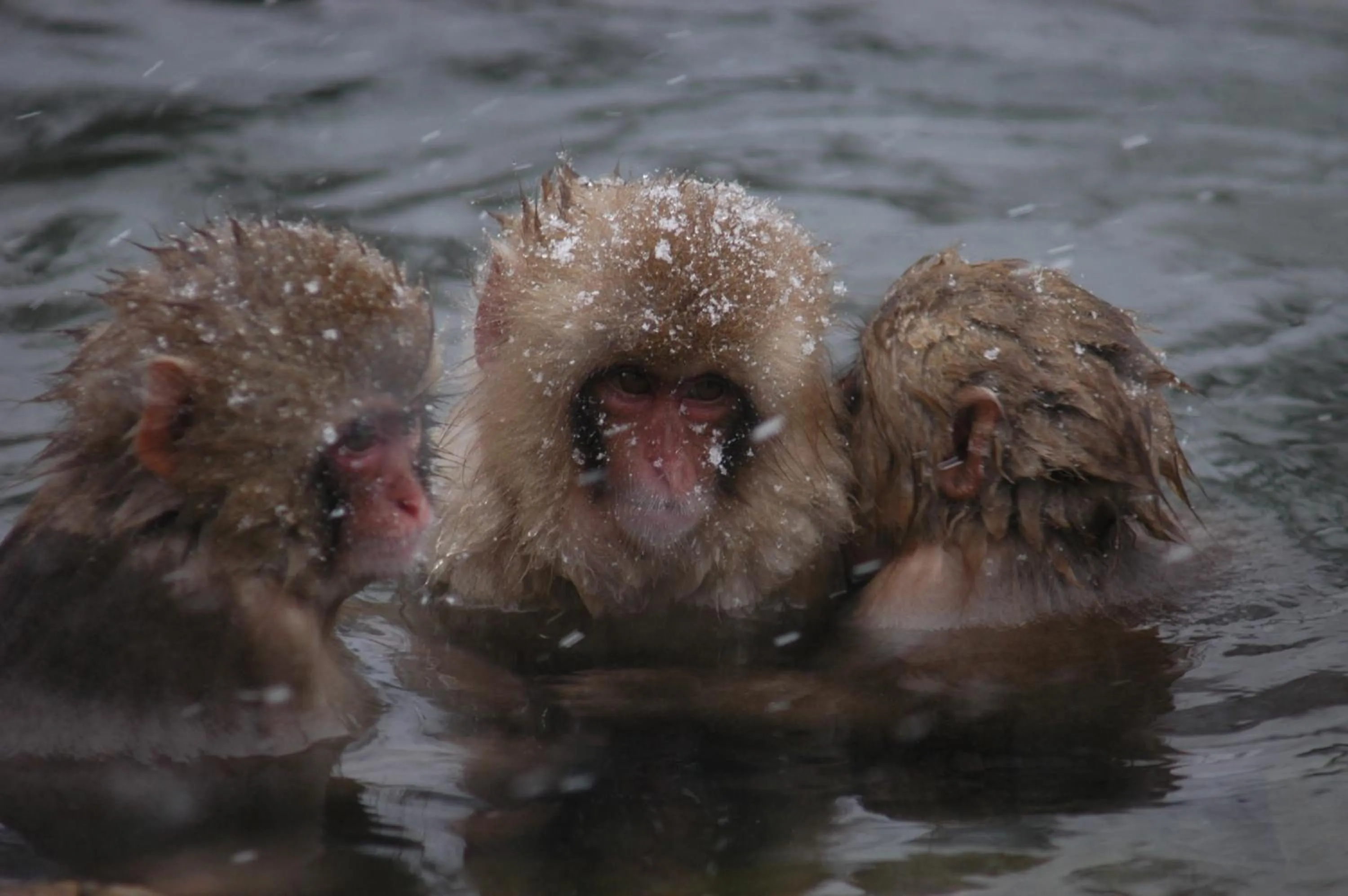 Activities in Yudanaka Yumoto
