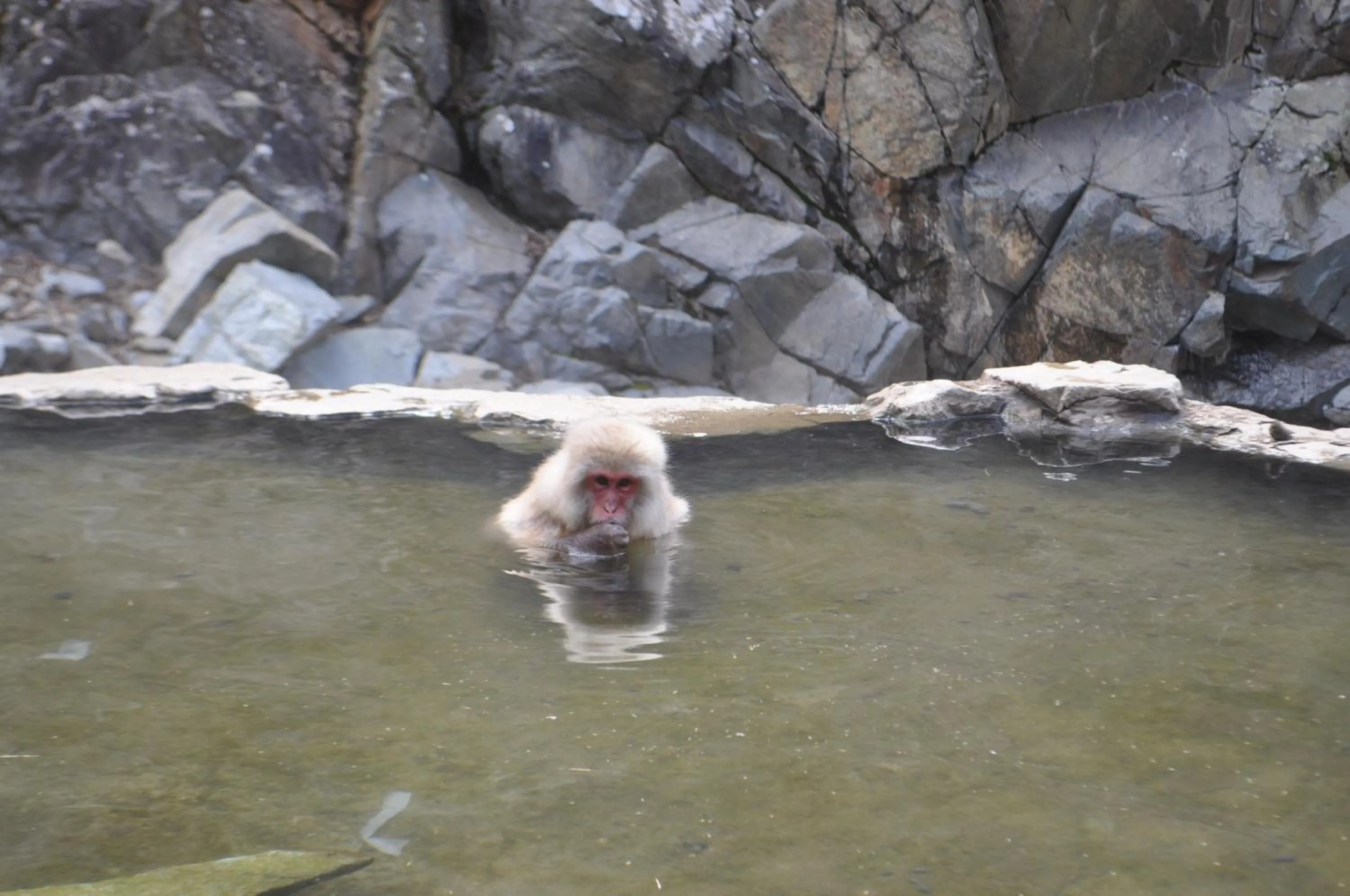 Animals in Yudanaka Yumoto