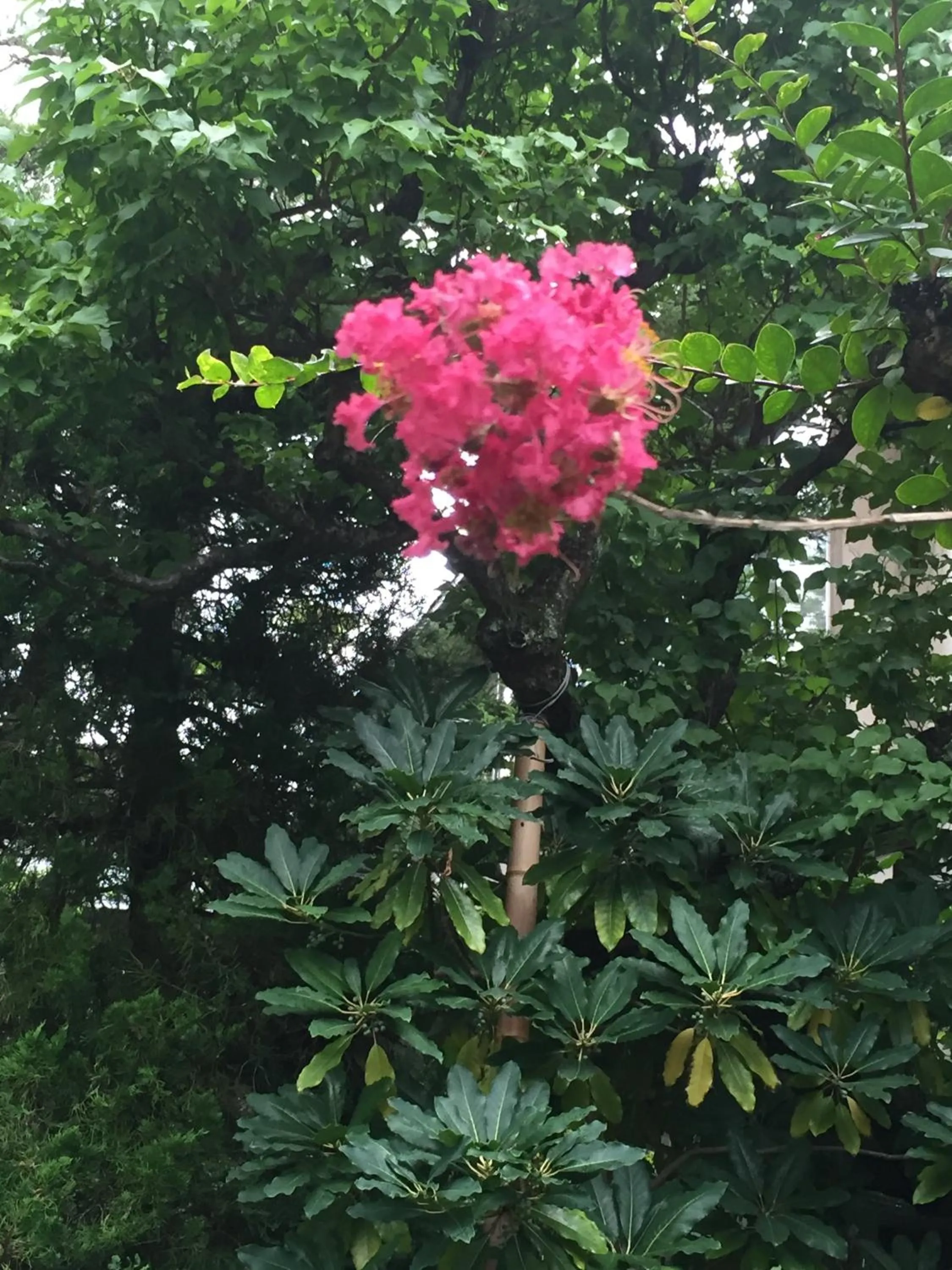 Garden in Yudanaka Yumoto