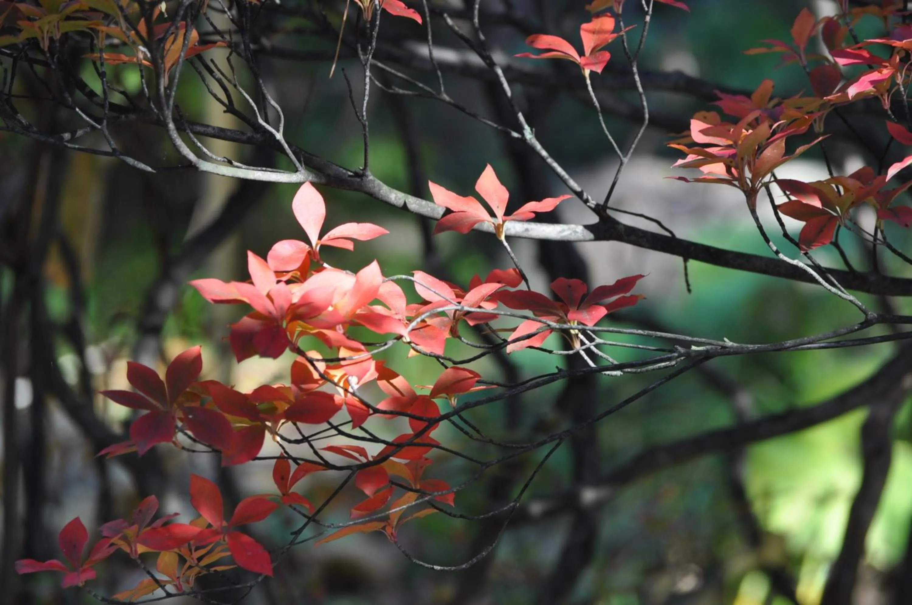 Autumn in Yudanaka Yumoto