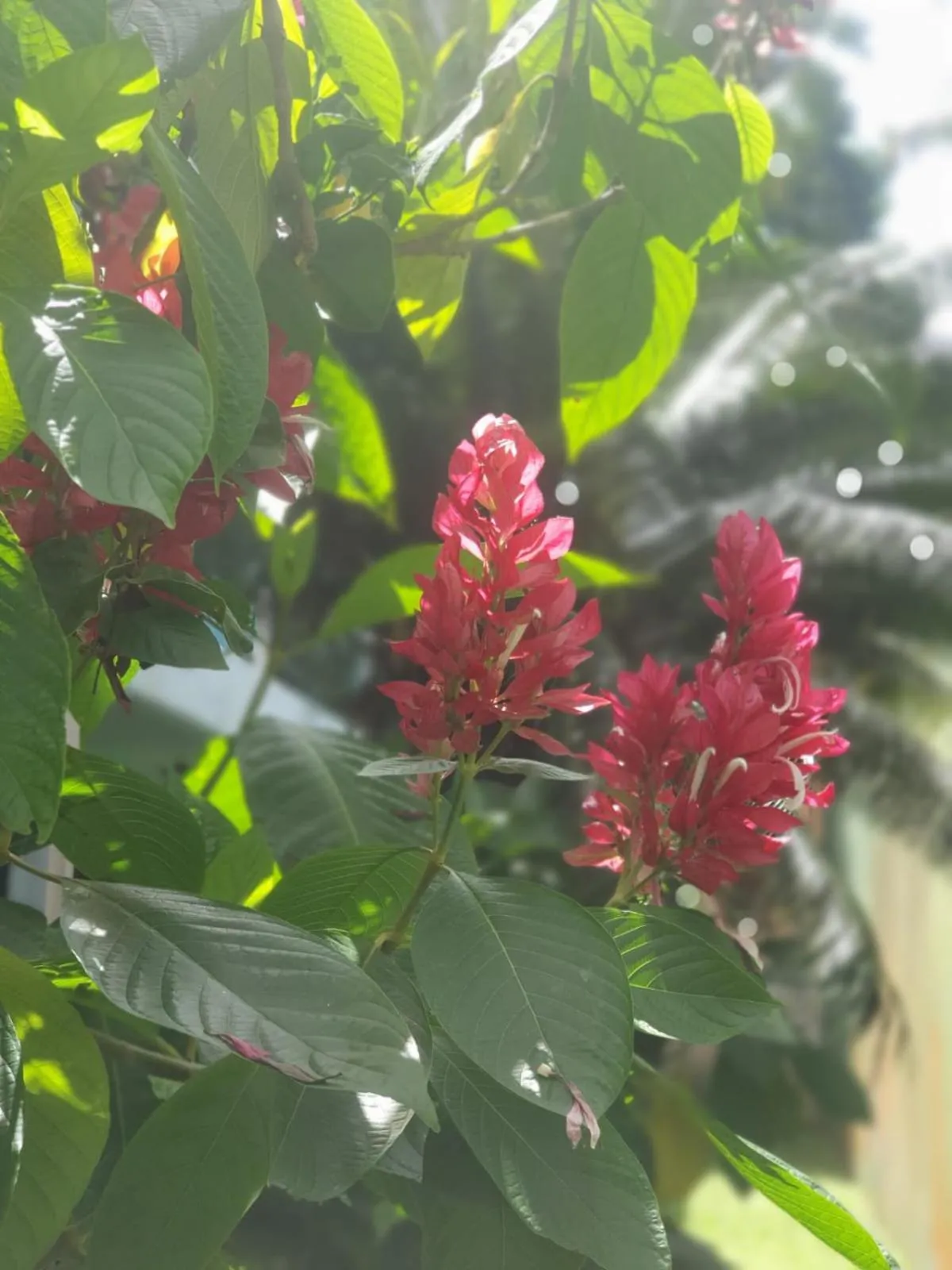 Garden in Pousada Cavalo Marinho