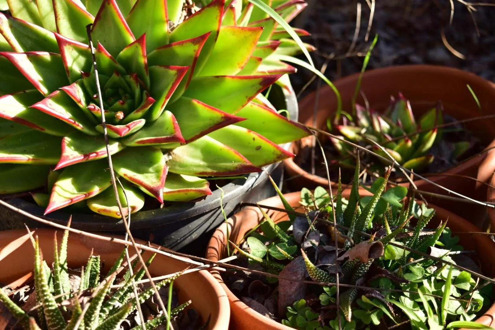 Garden in Bajo el Sol del Valle
