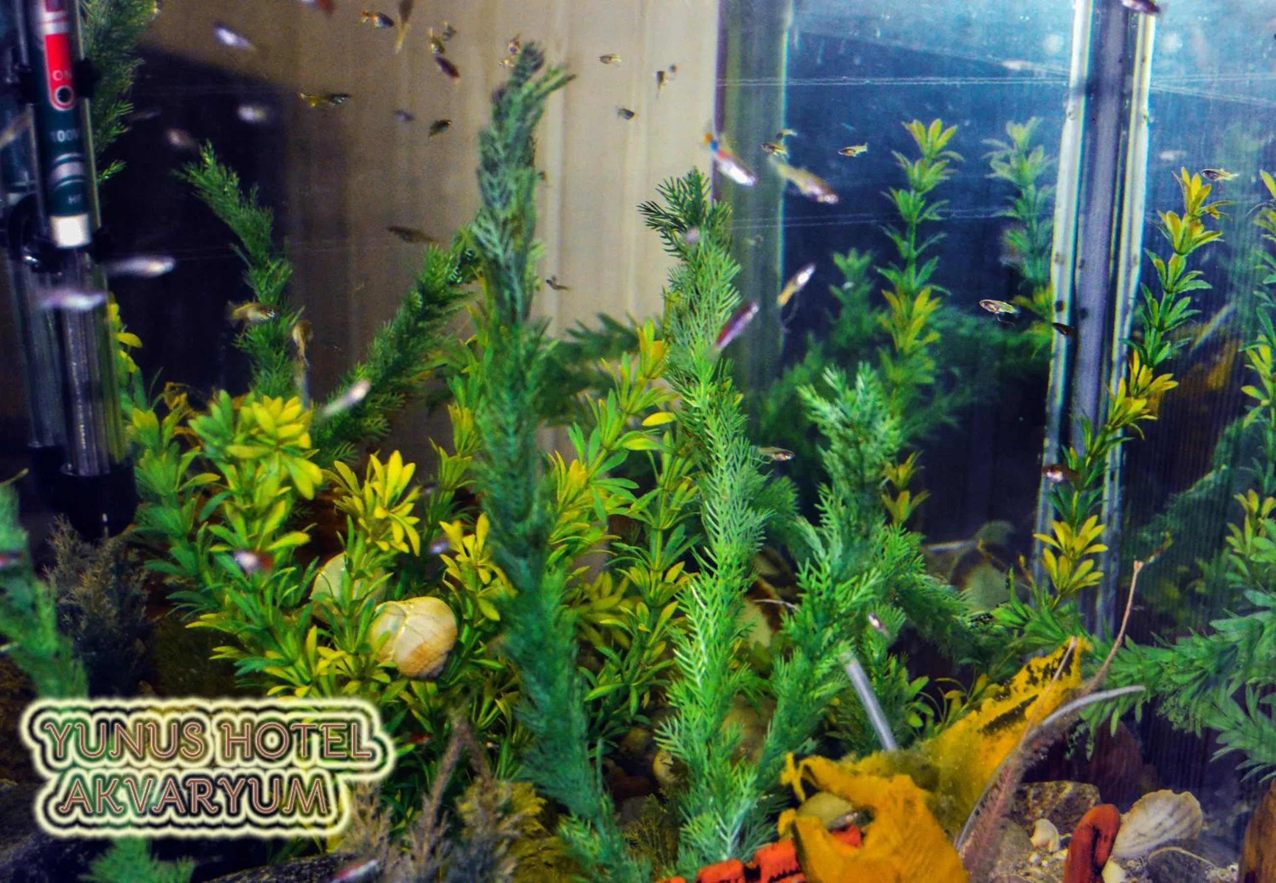 Animals in Yunus Hotel