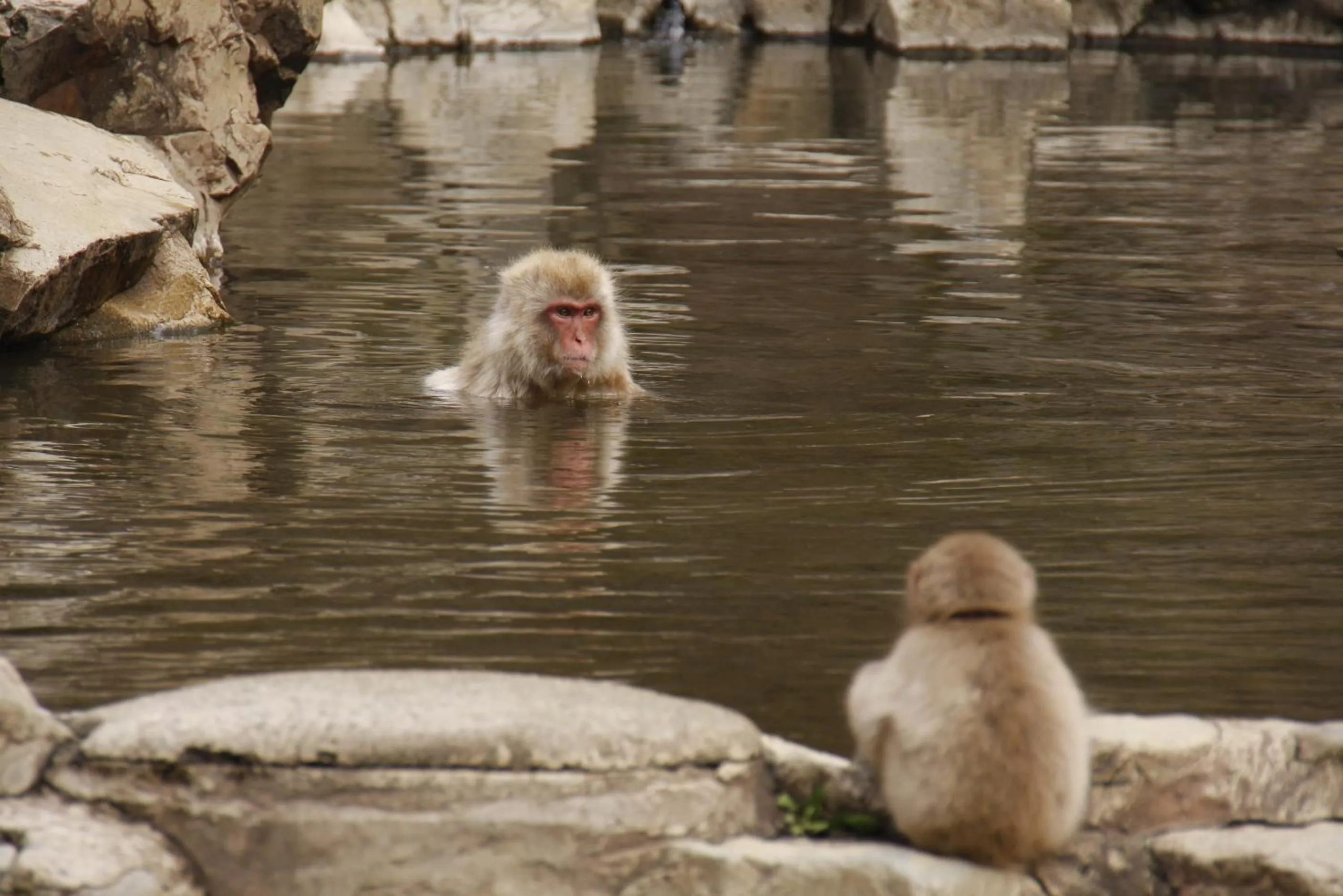 Animals in Senshinkan Matsuya