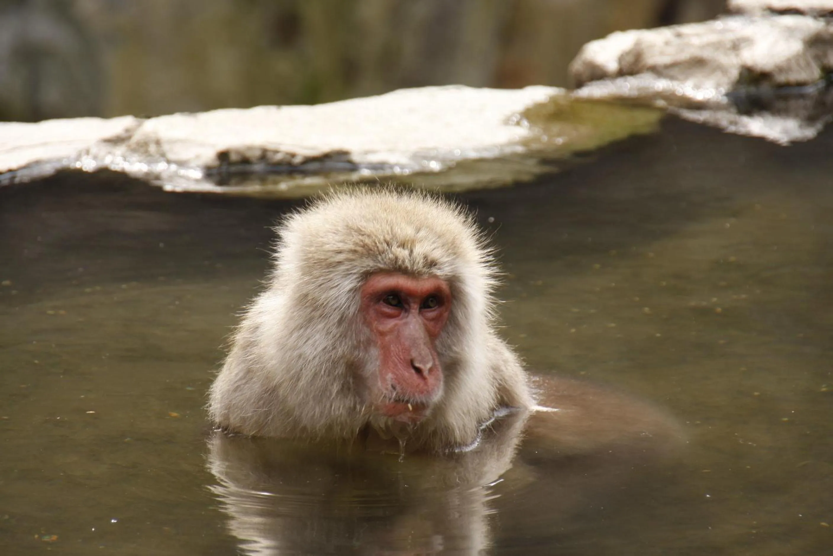 Animals in Senshinkan Matsuya