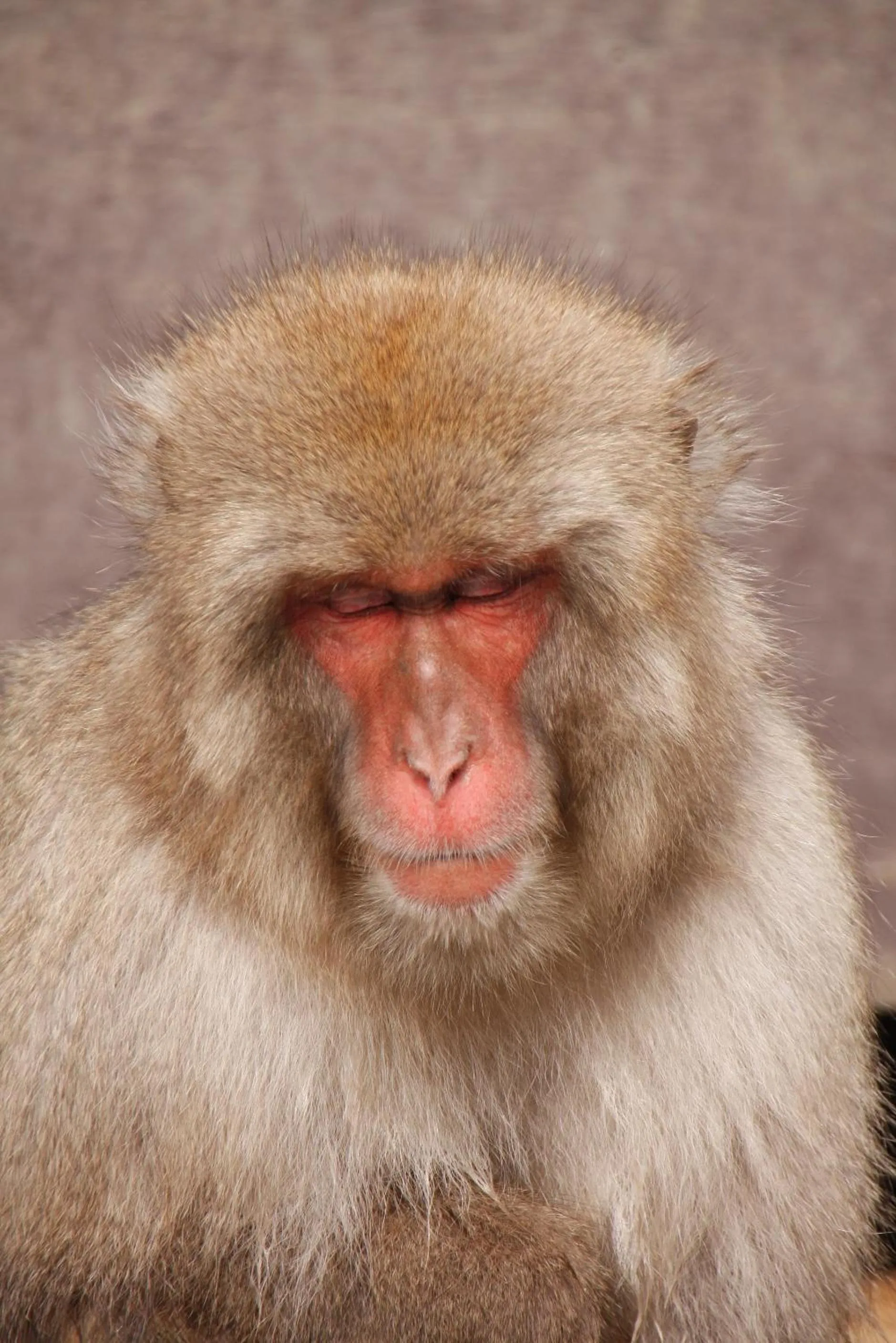 Animals in Senshinkan Matsuya