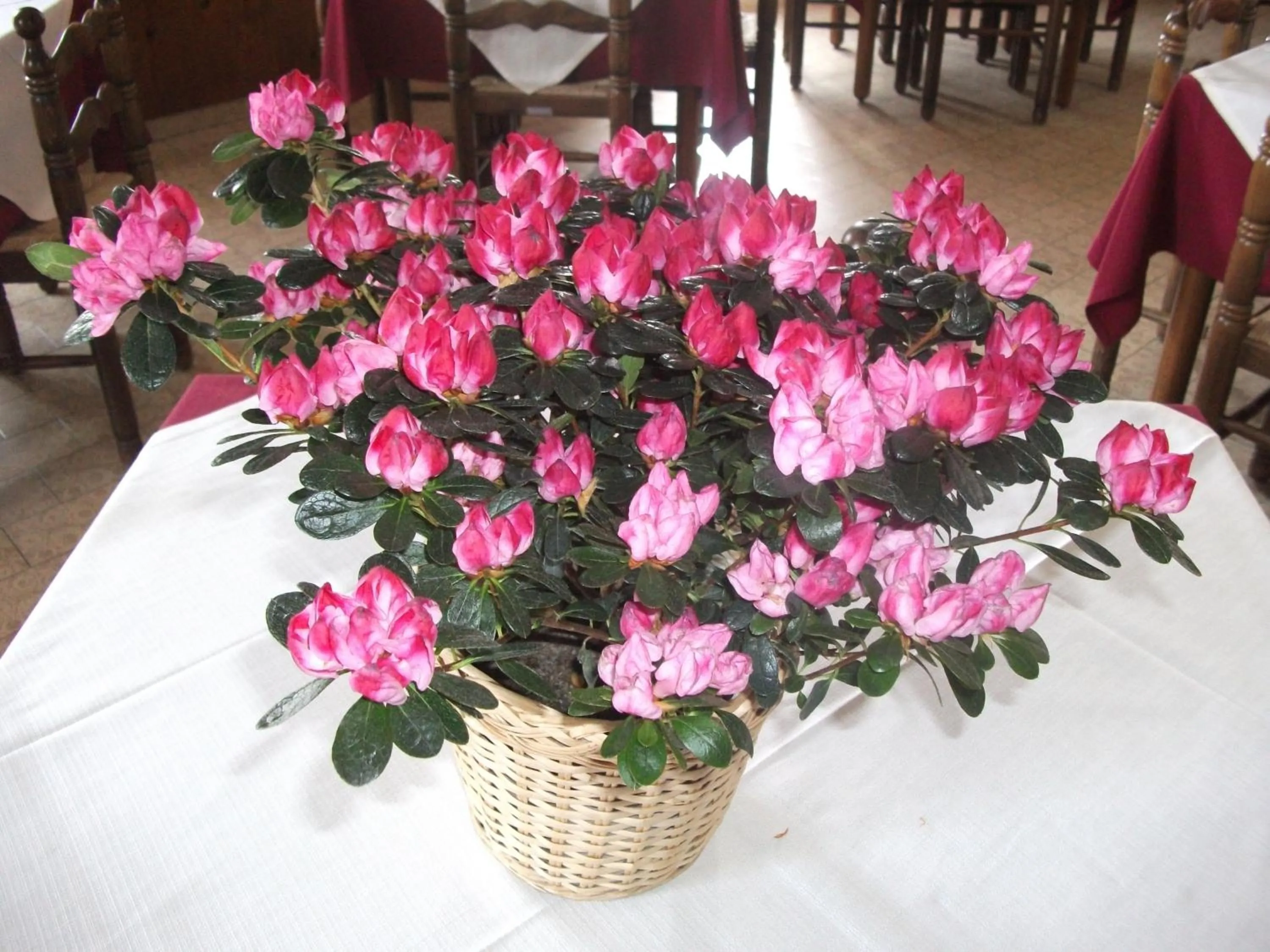 Decorative detail in Albergo Breglia