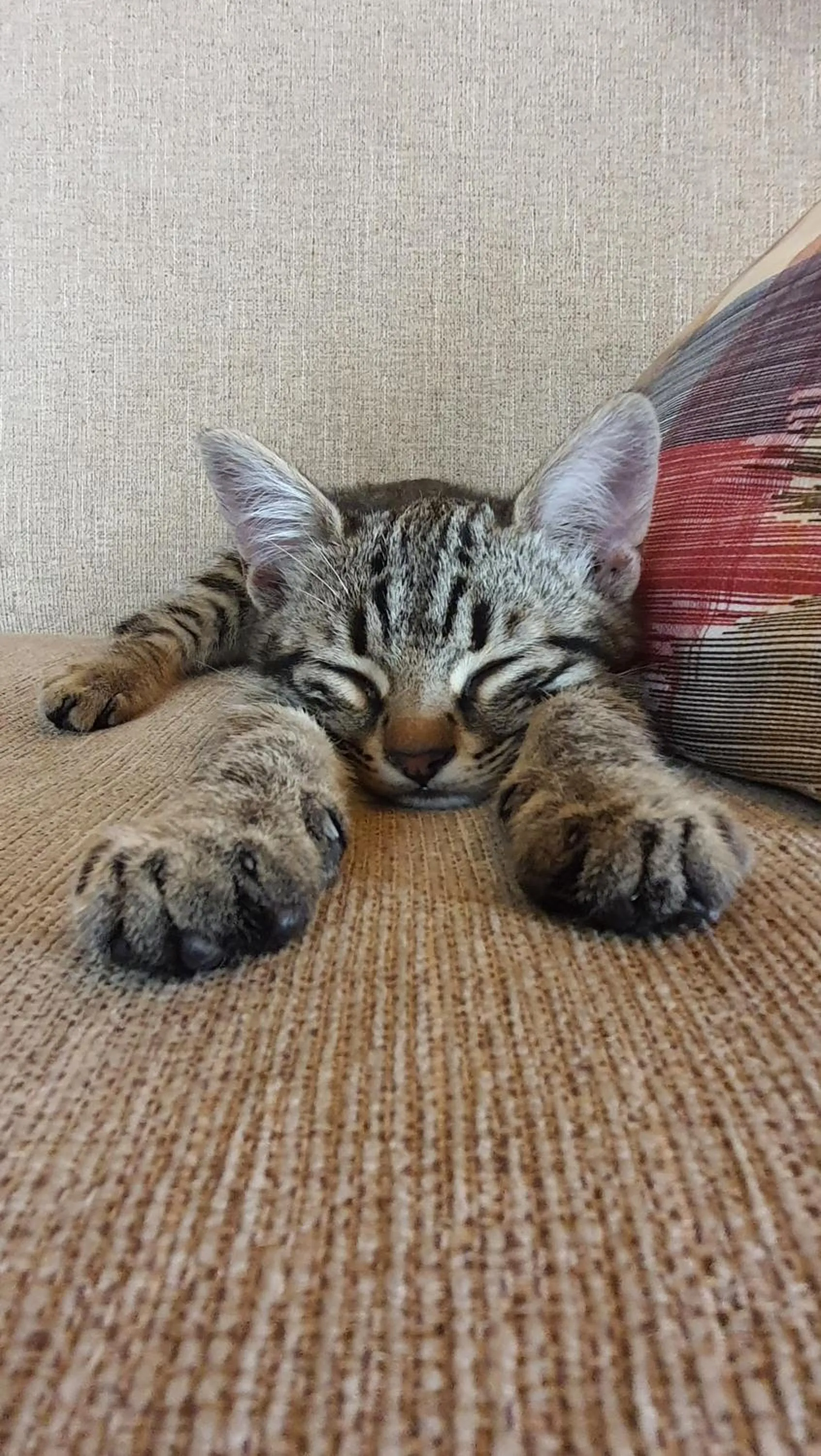 Pets in Karadut Cave Hotel