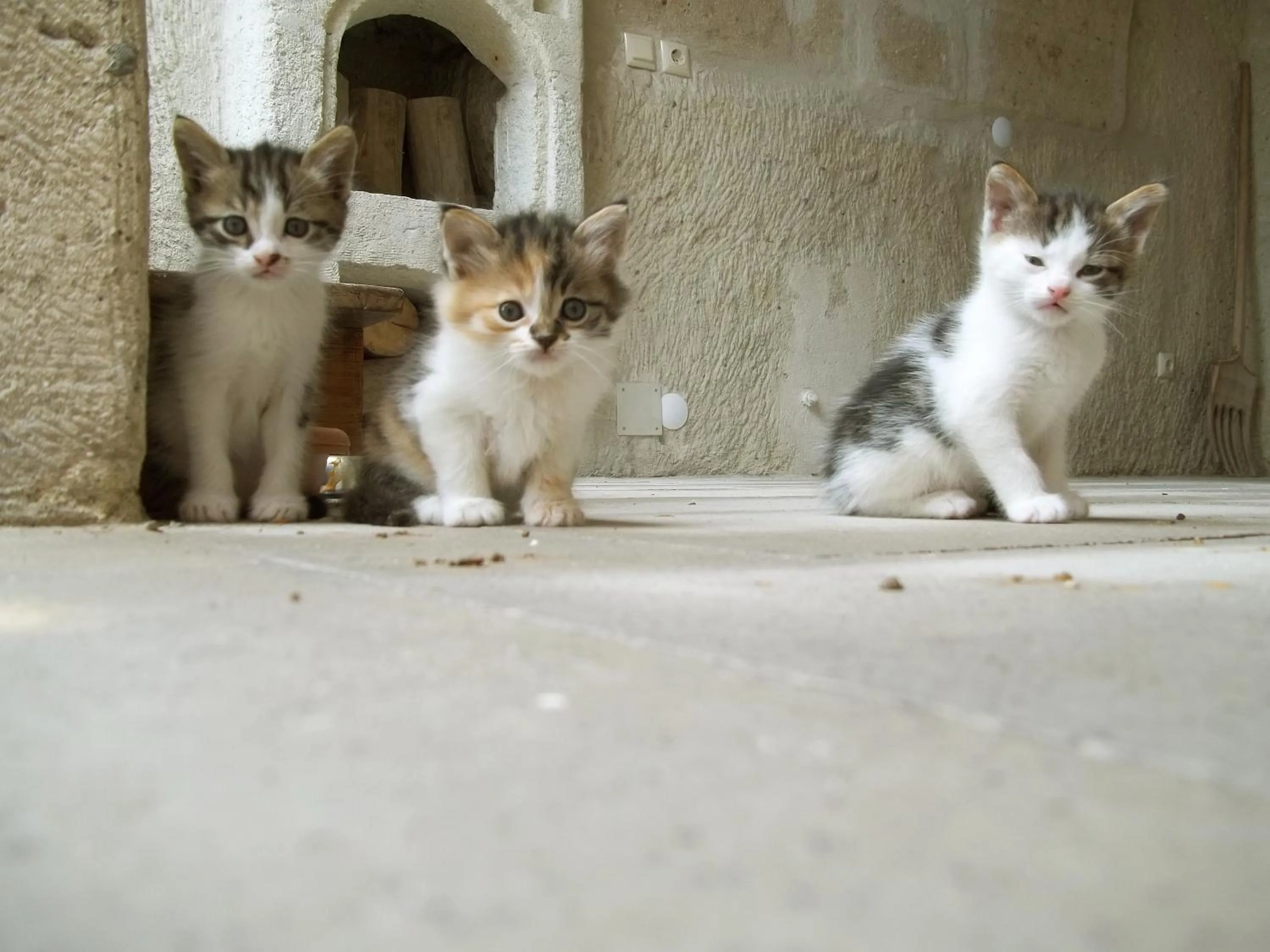 Garden in Karadut Cave Hotel