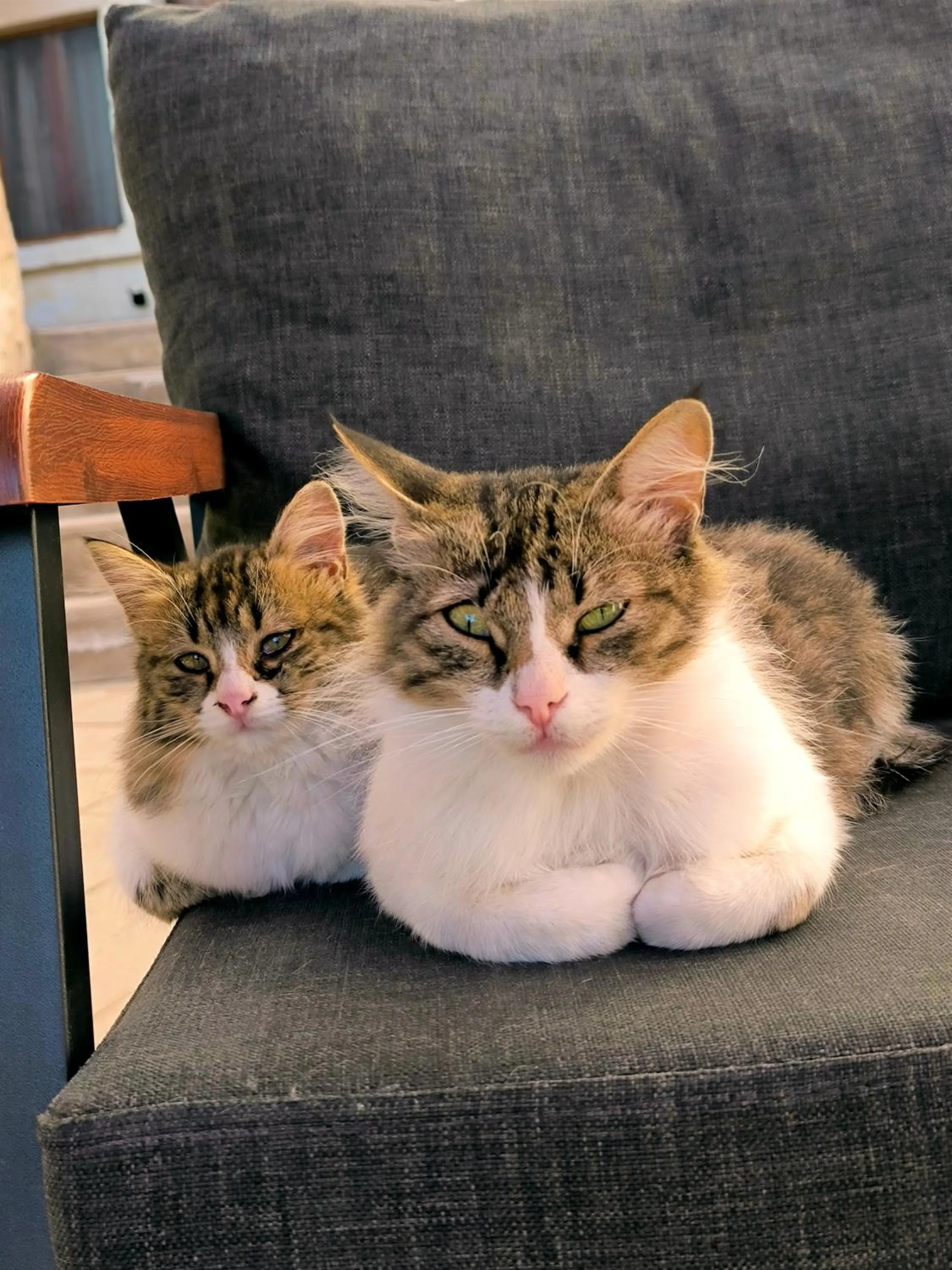 Pets in Karadut Cave Hotel
