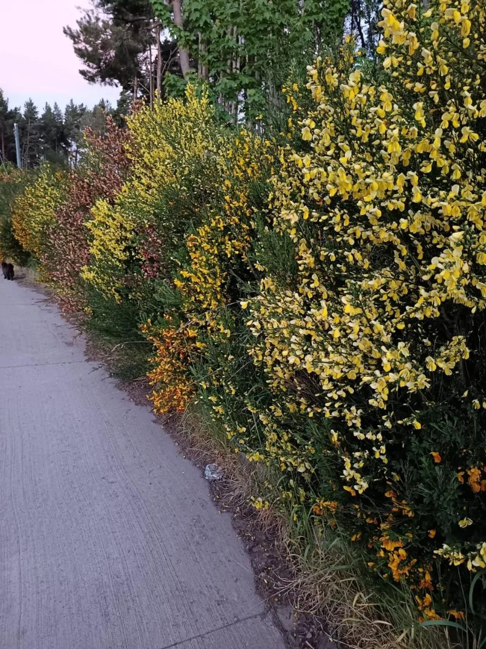 Spring in The Patagonian Lodge