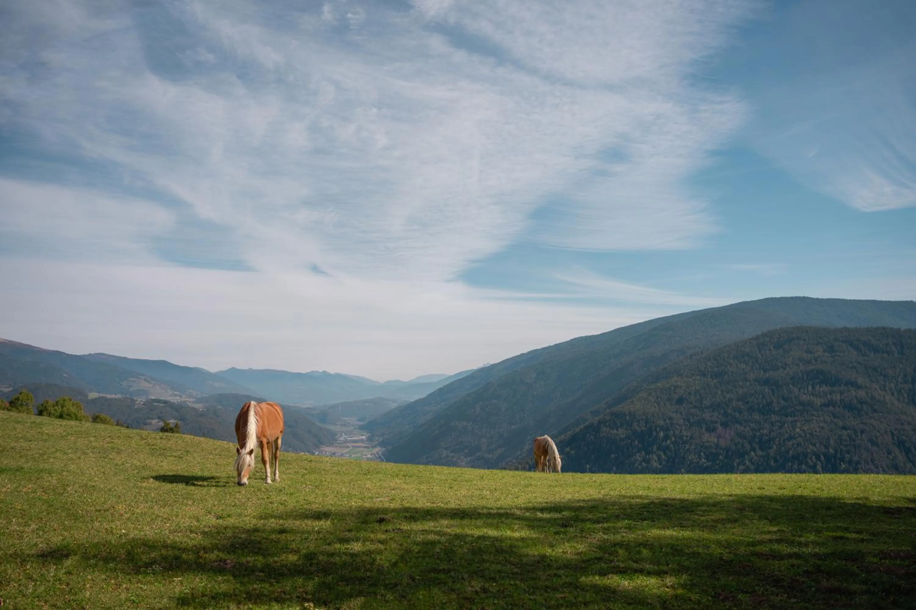 Animals in Panoramahotel Huberhof
