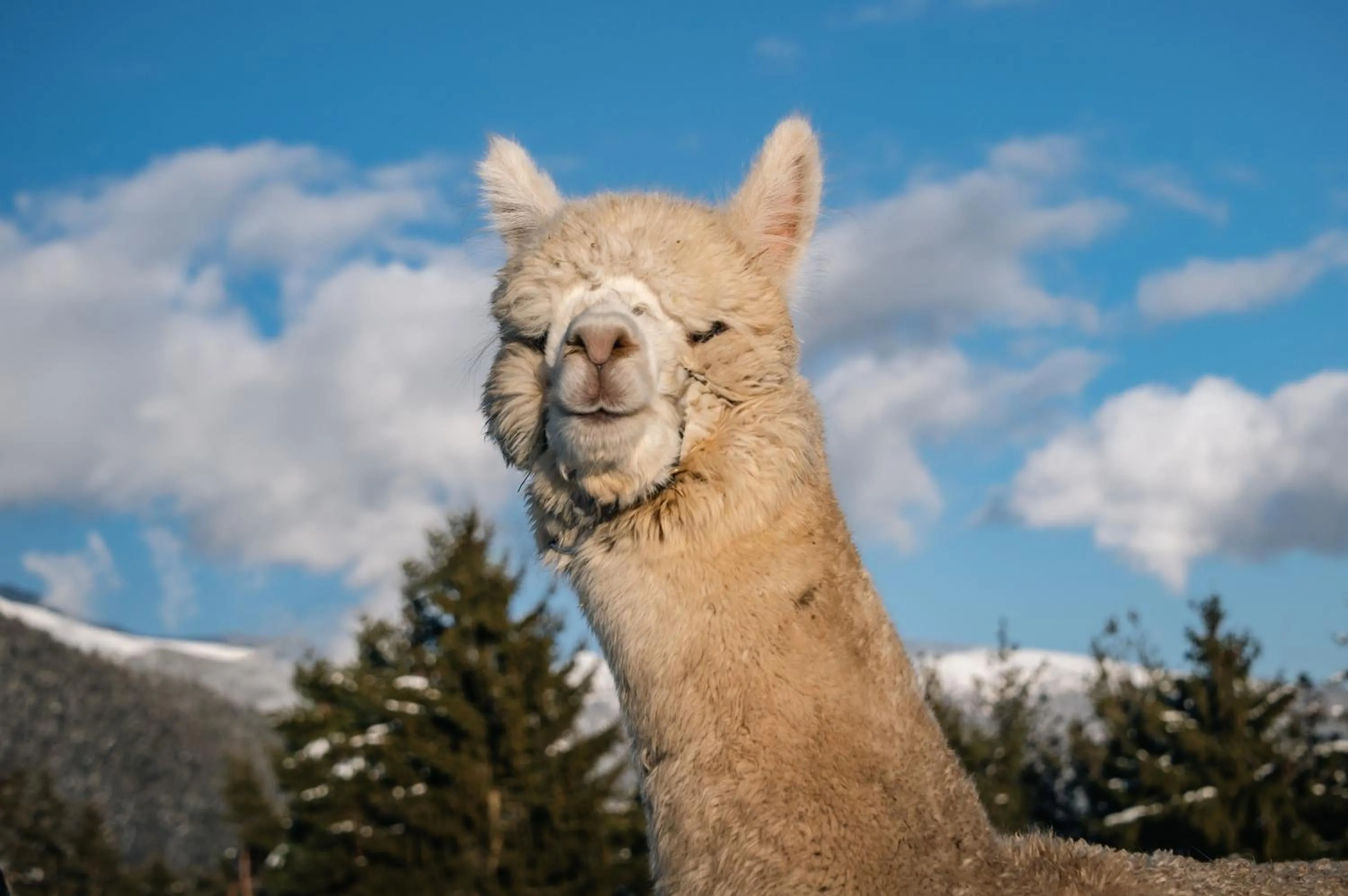 Animals in Panoramahotel Huberhof