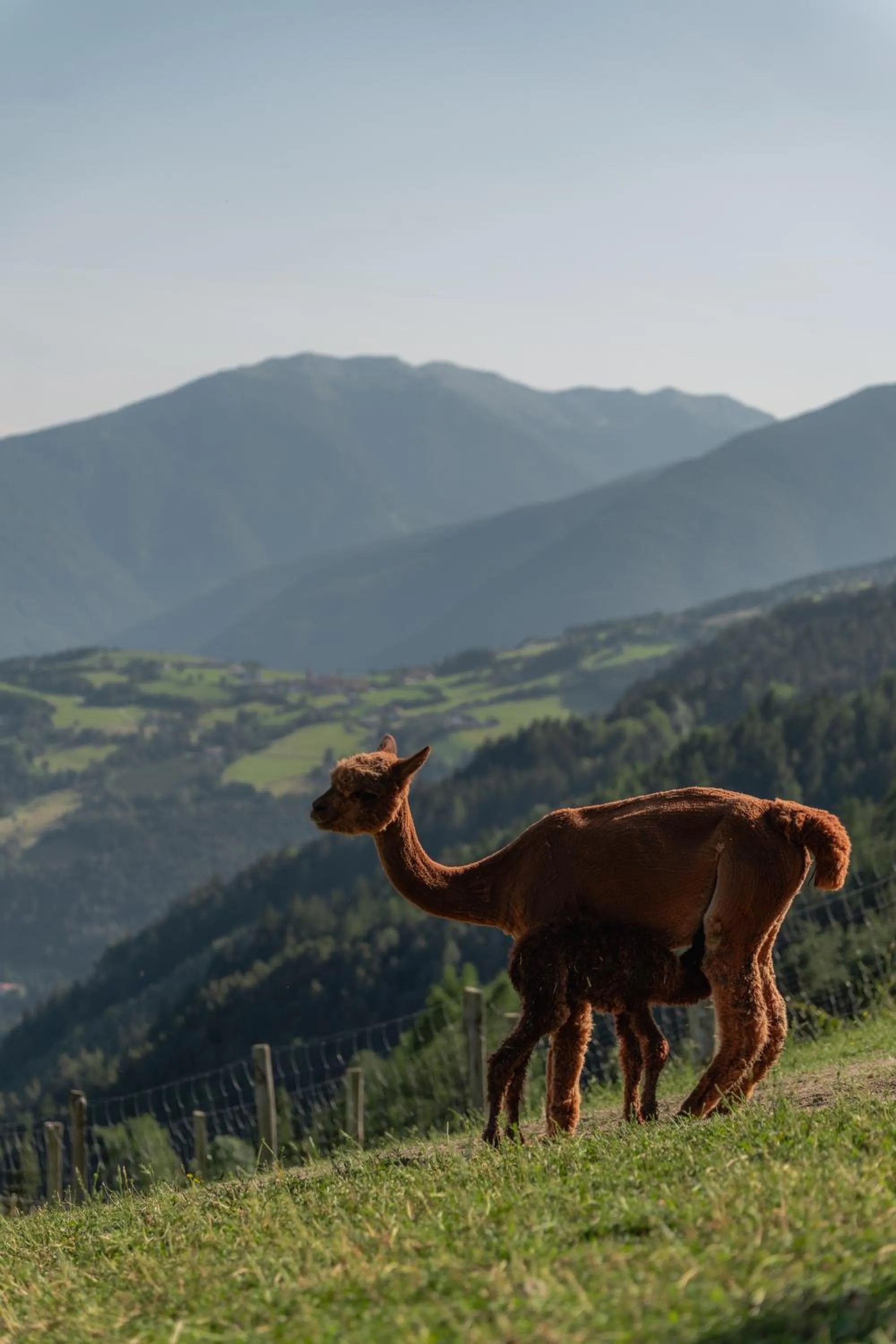 Animals in Panoramahotel Huberhof