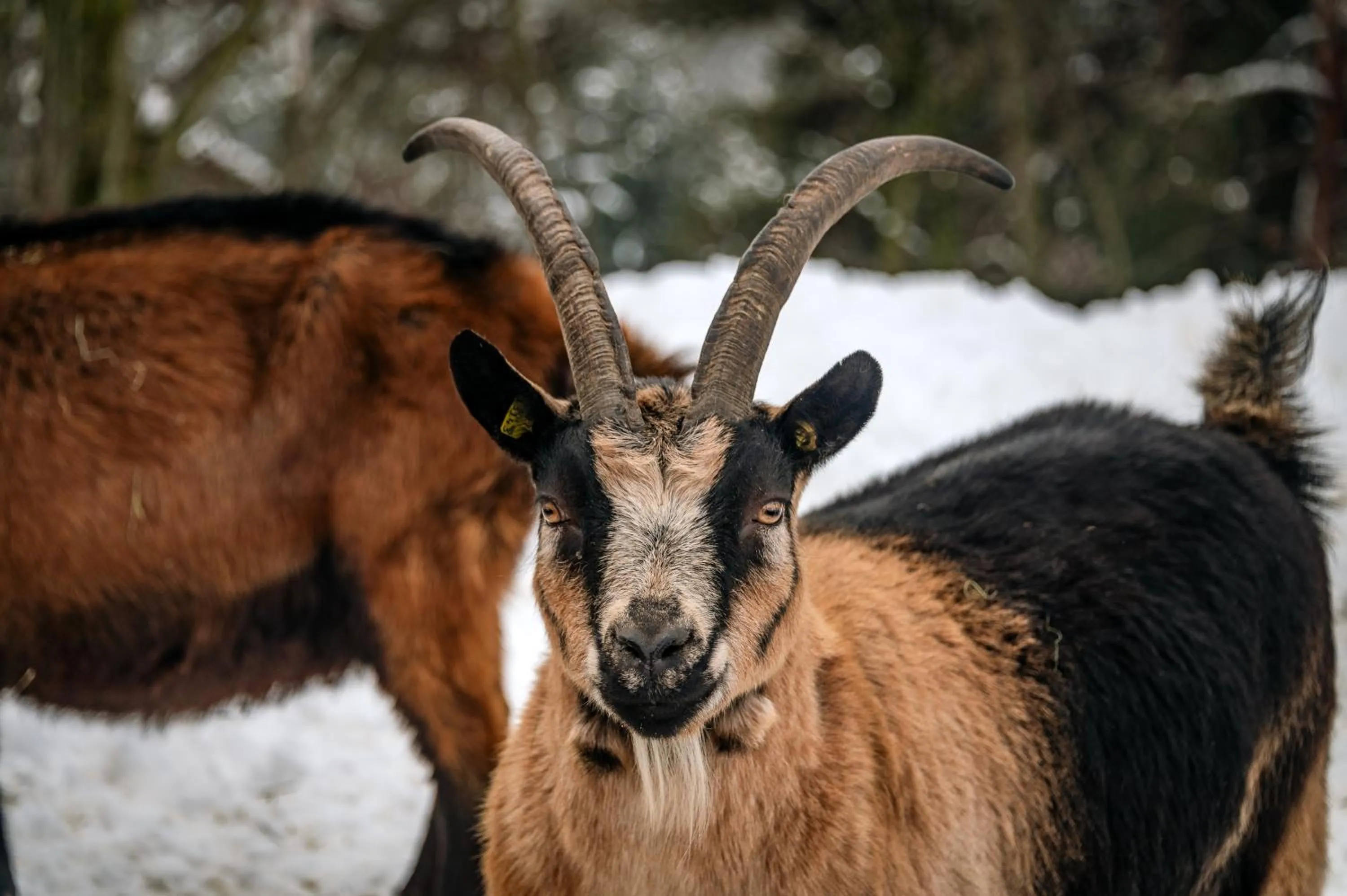 Animals in Panoramahotel Huberhof