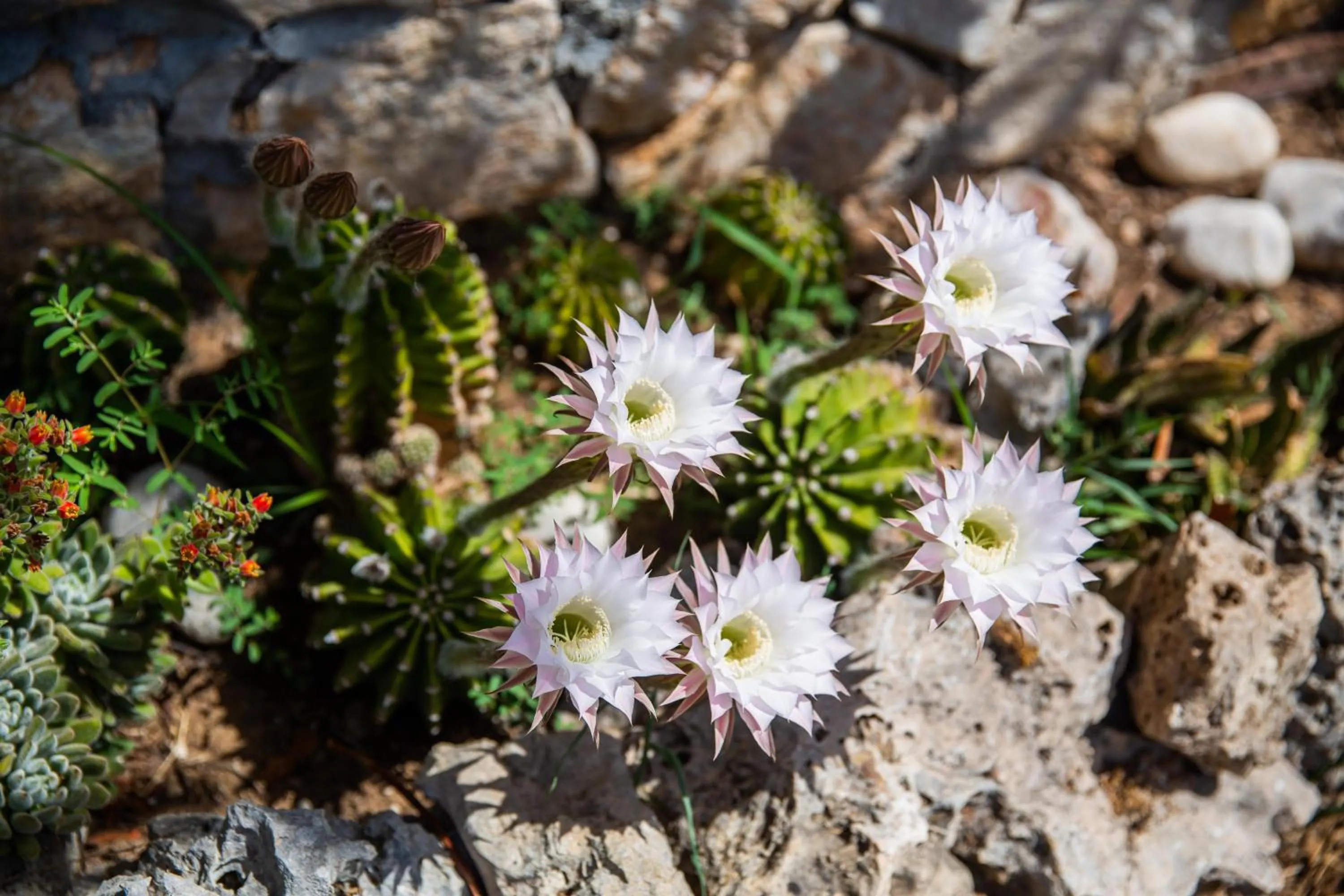 Garden in I Lecci Guesthouse