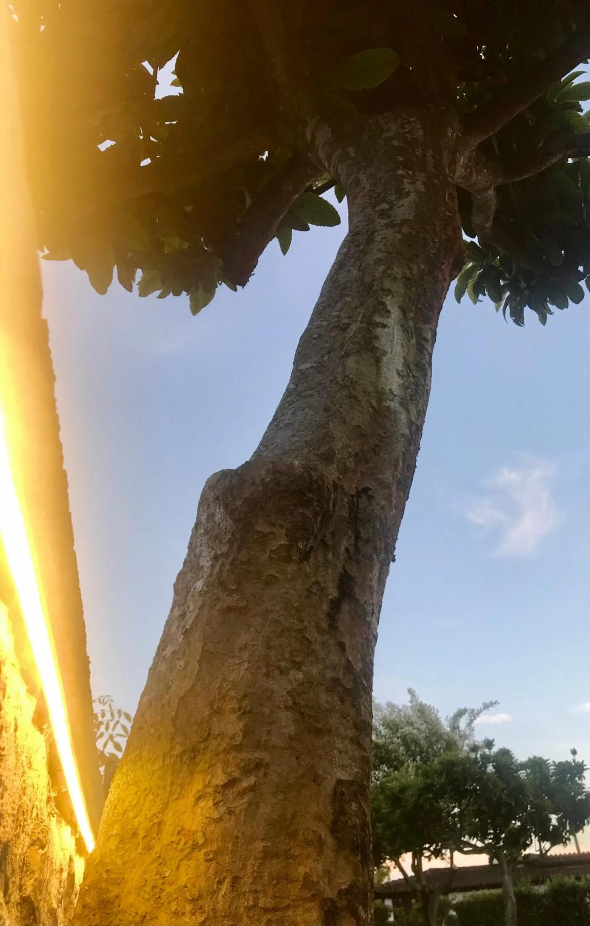 Garden in I Lecci Guesthouse