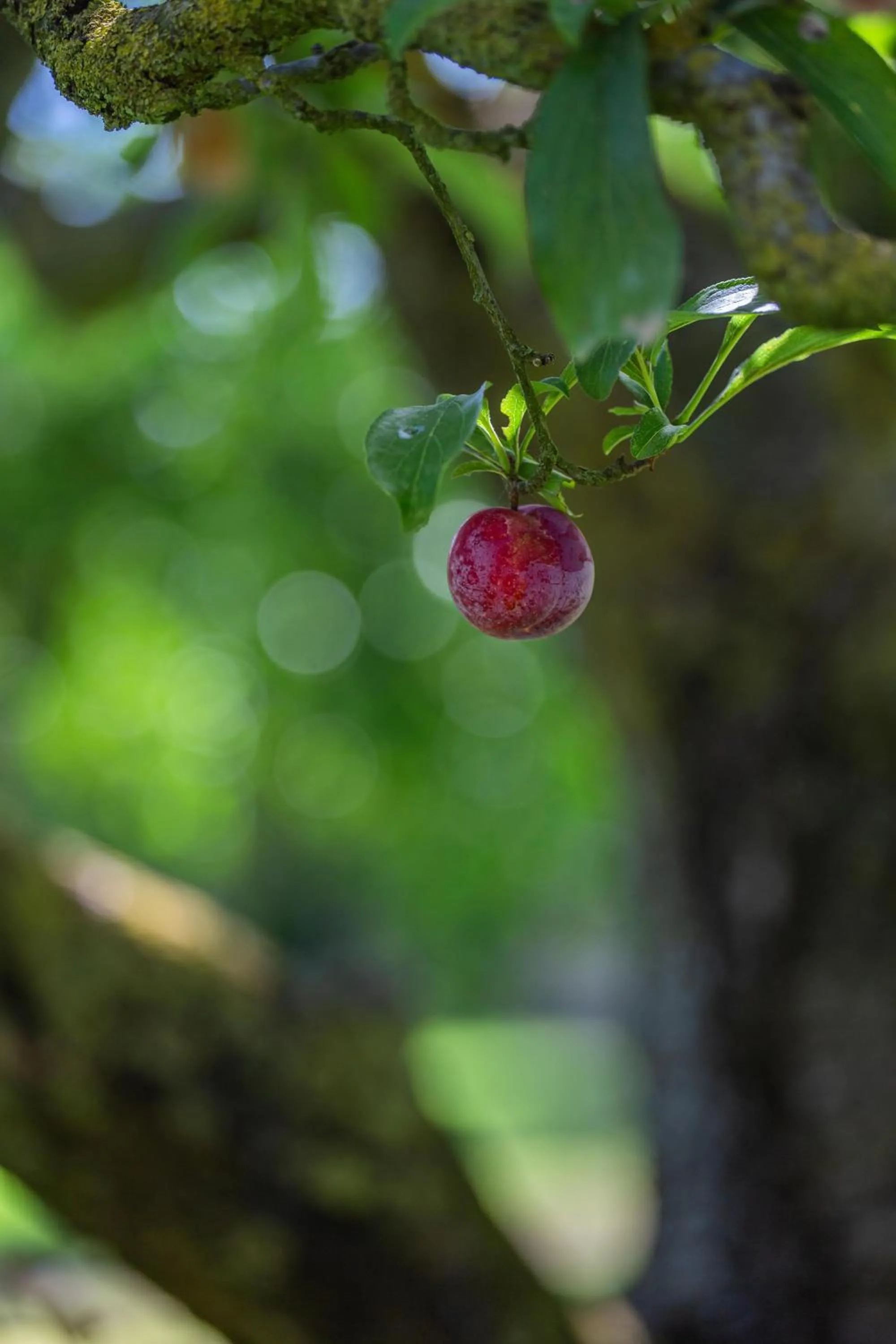 Garden in I Lecci Guesthouse