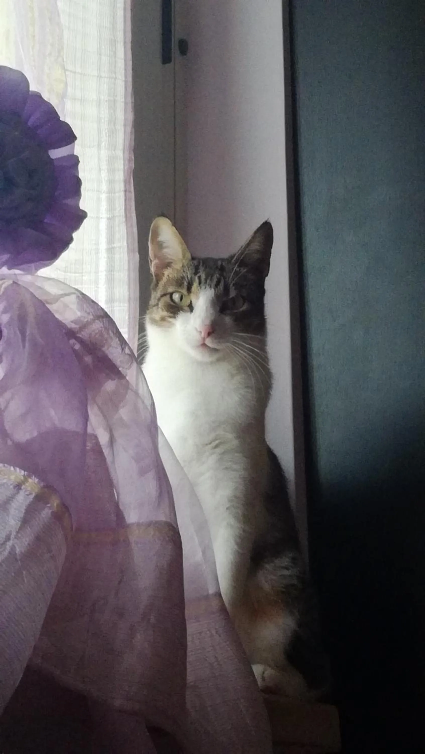 Pets in B&B GALLETTO