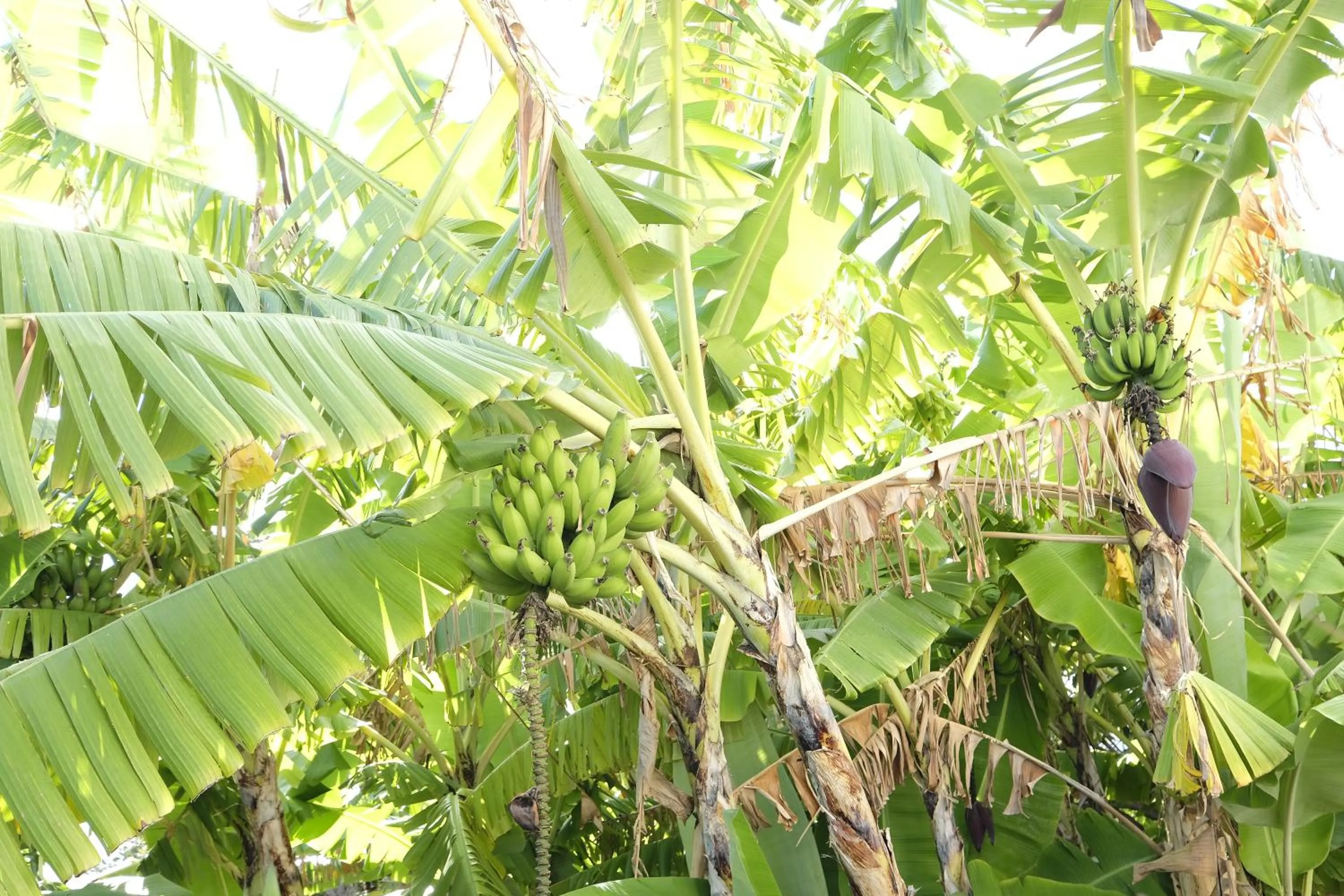Garden in Apartamentos Quinta Mae dos Homens
