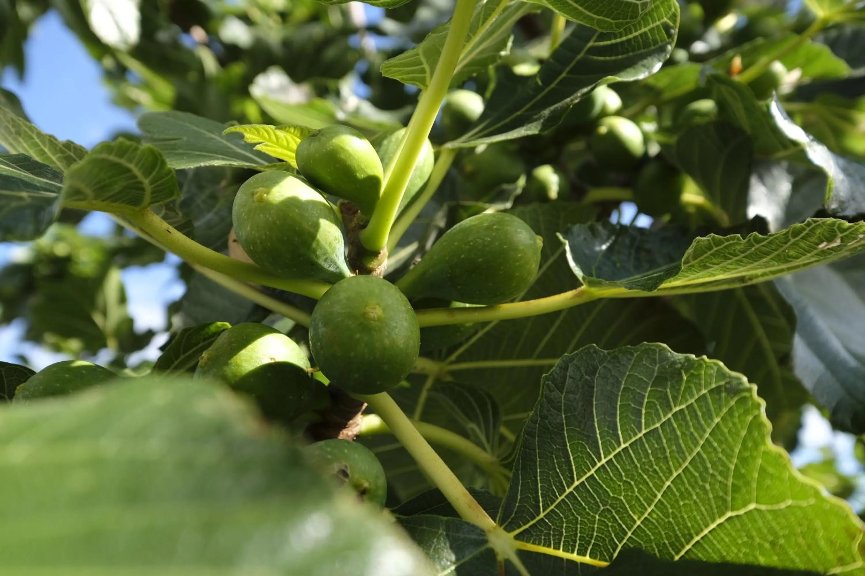 Garden in Apartamentos Quinta Mae dos Homens