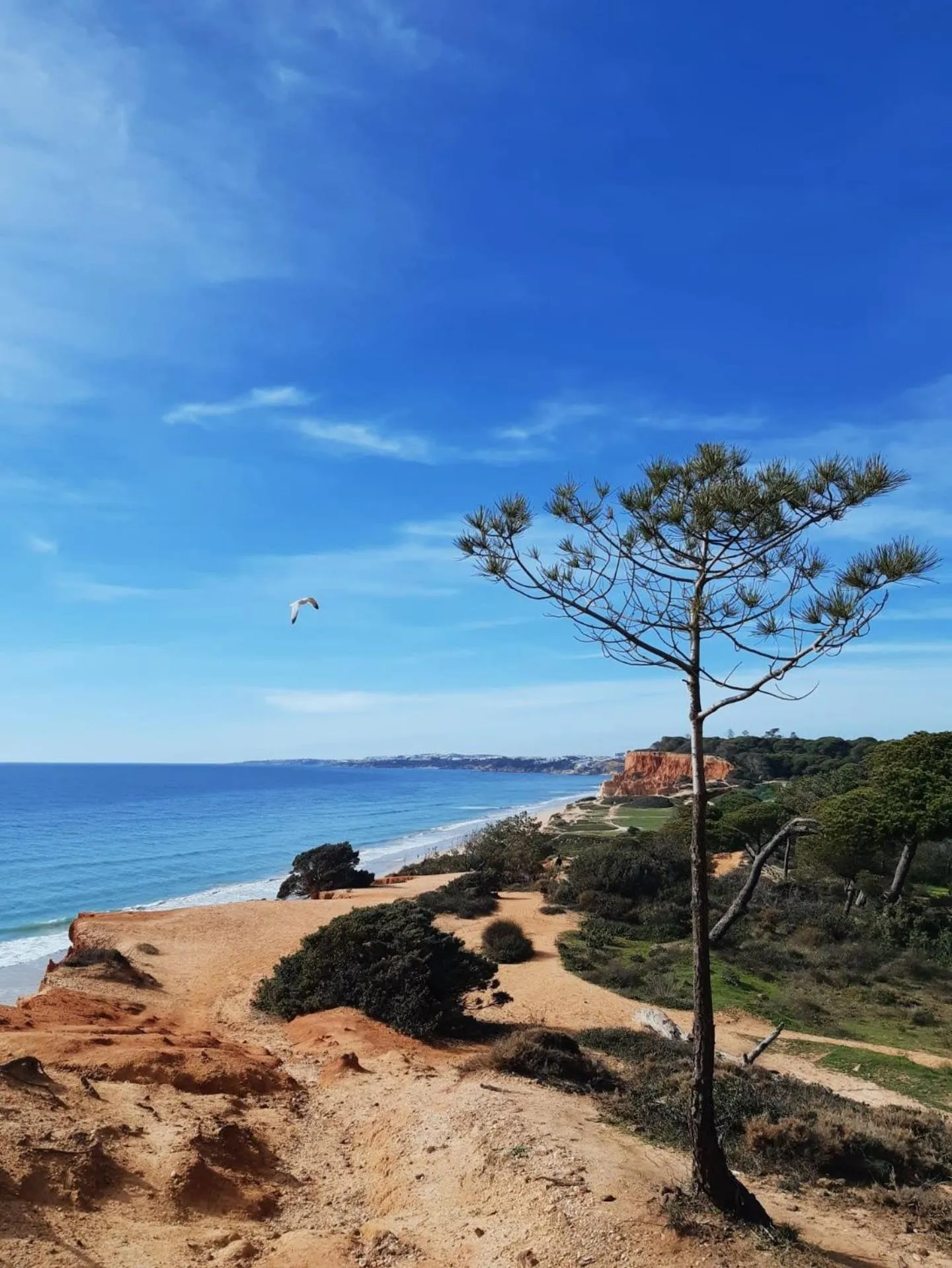 Natural landscape in Falésia Hotel - Adults Only