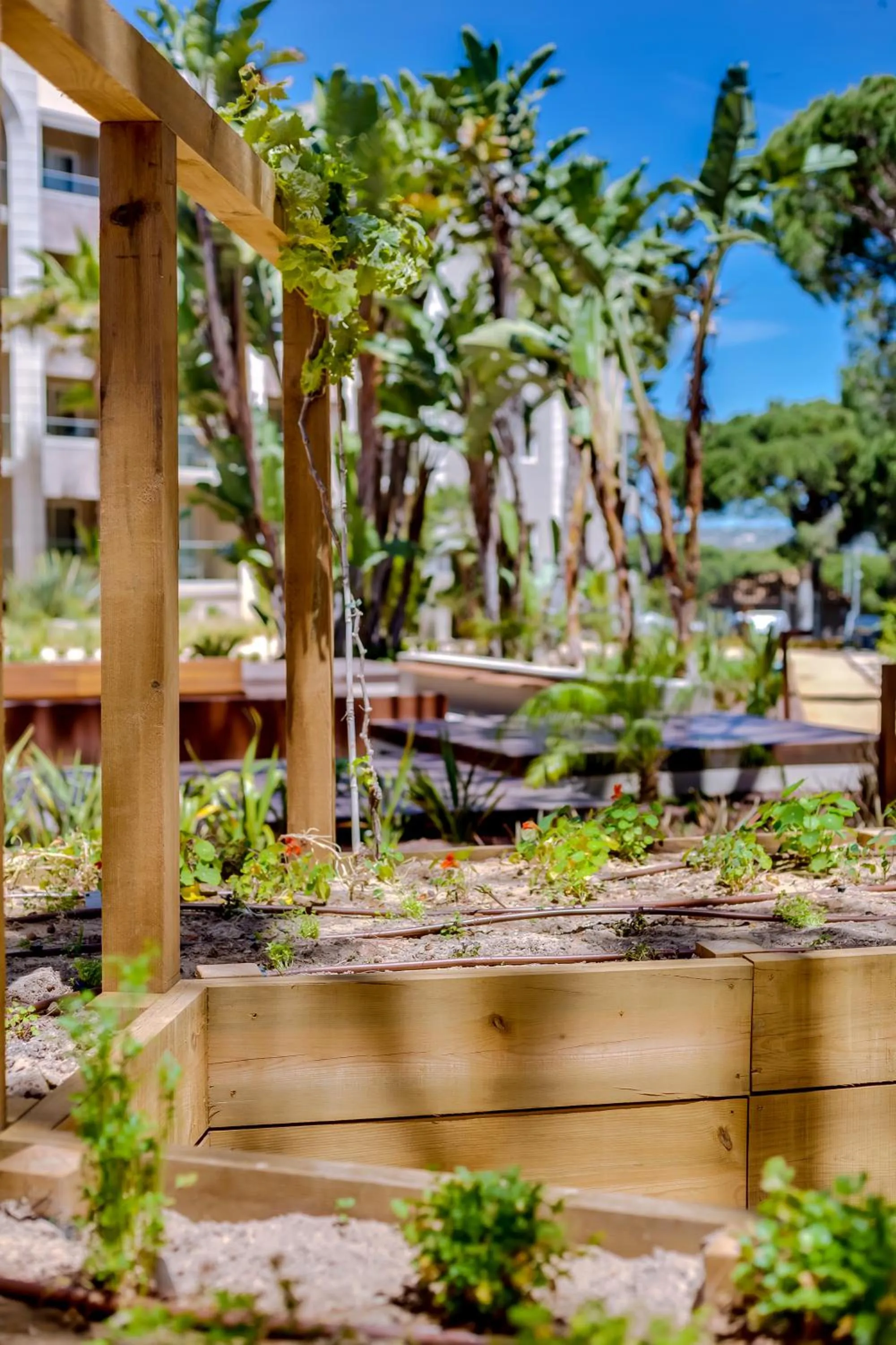 Garden in Falésia Hotel - Adults Only