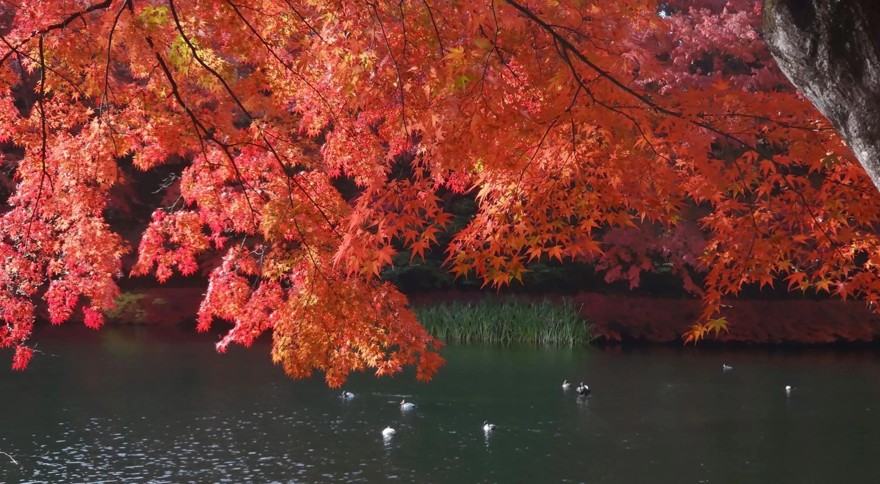 Natural landscape in Hotel Cypress Karuizawa