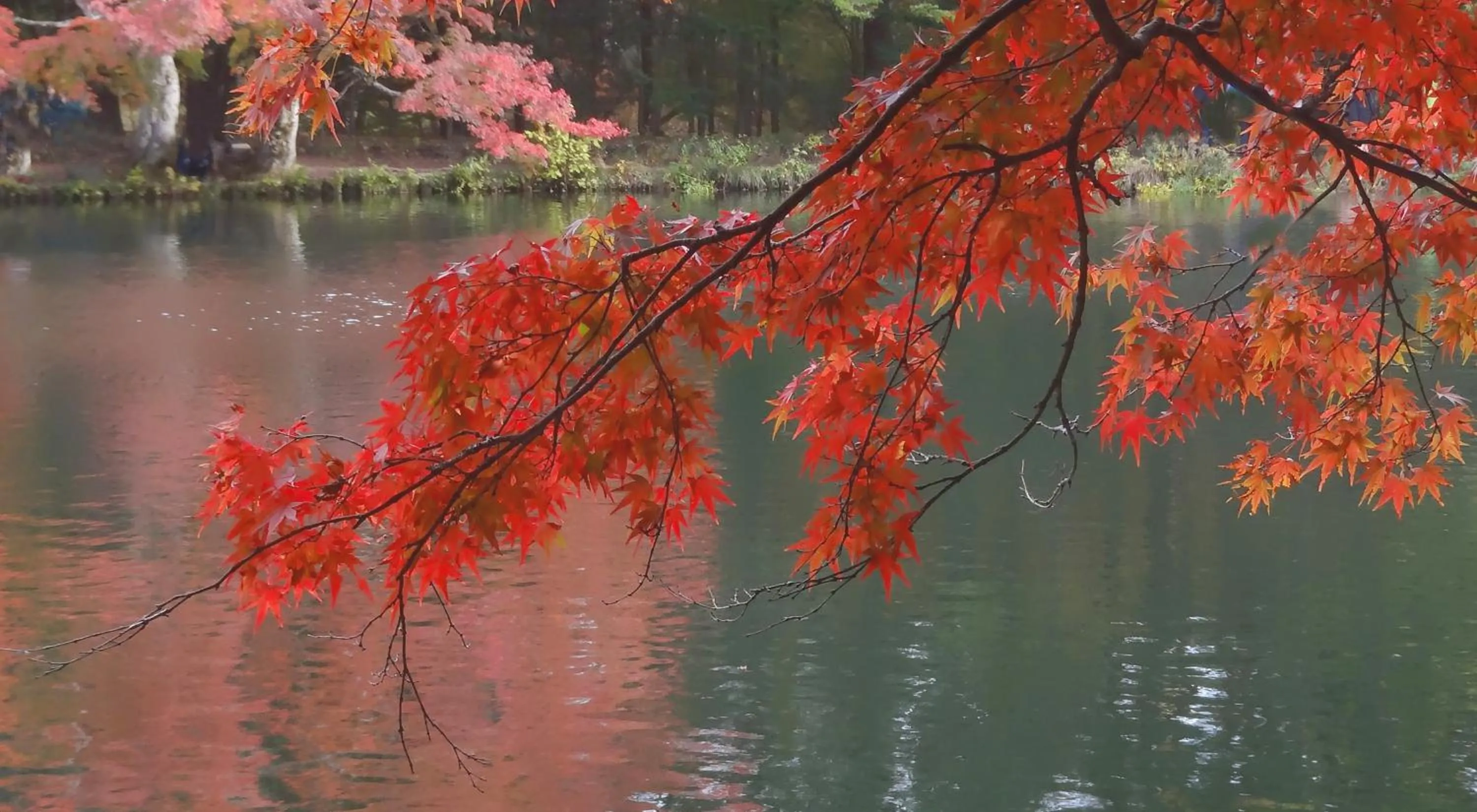 Natural landscape in Hotel Cypress Karuizawa