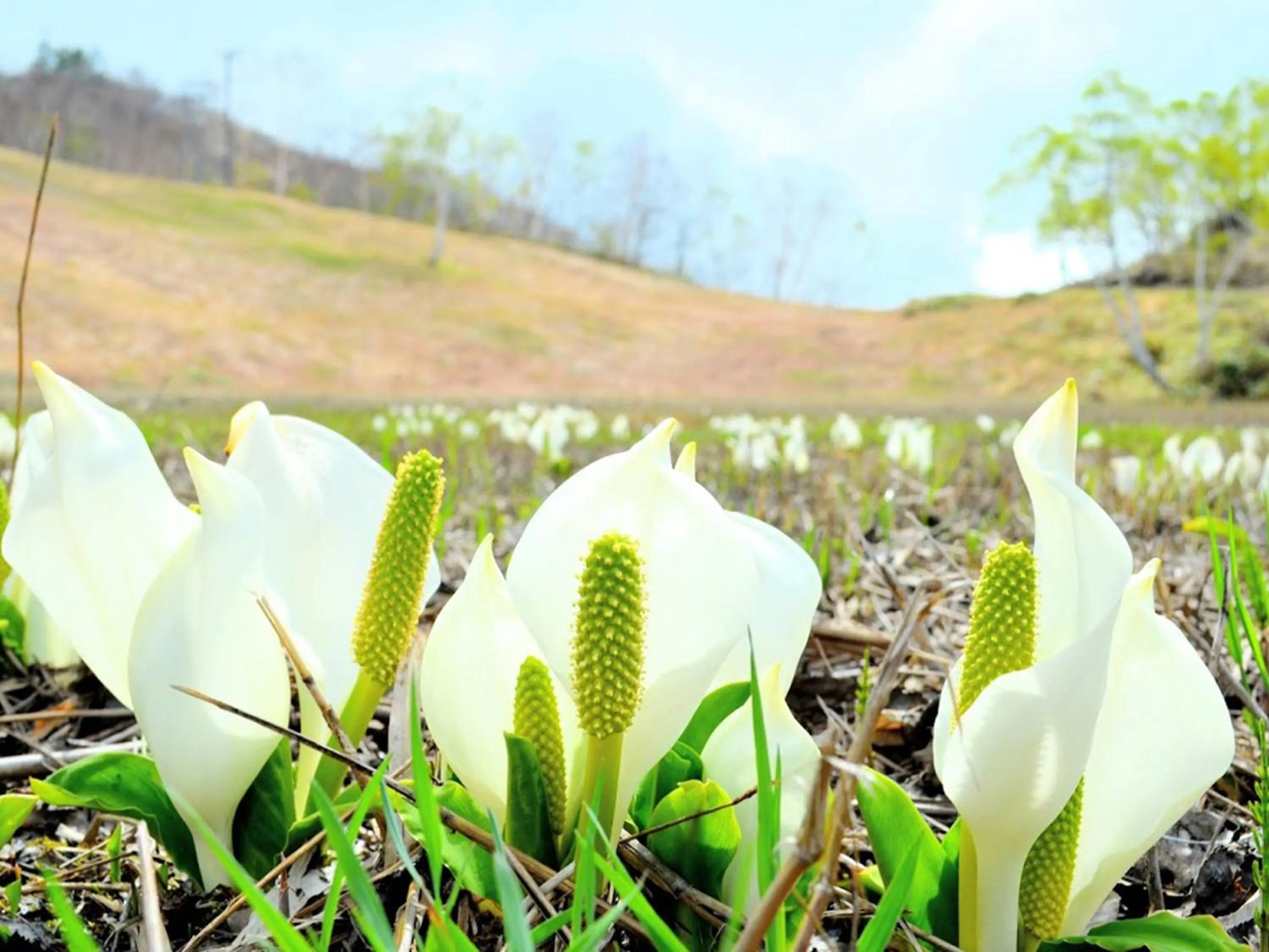 Nearby landmark in Minshuku Miyama