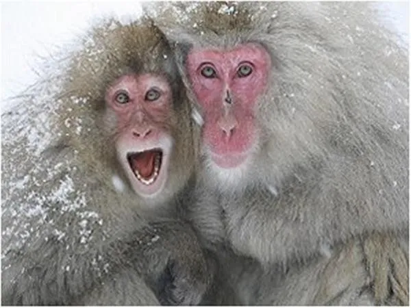 Area and facilities in Yudanaka Tawaraya Ryokan