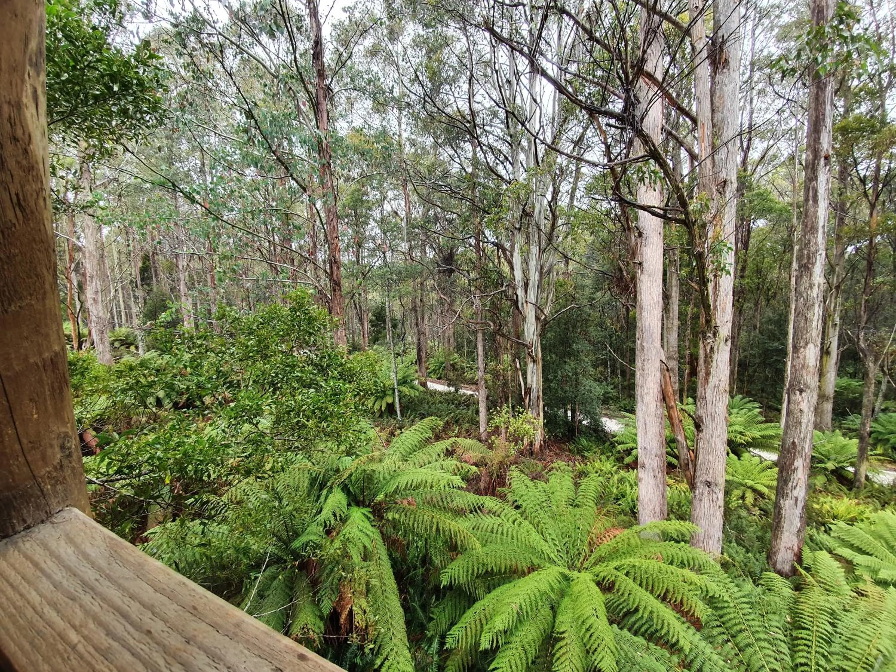 Natural landscape in Lemonthyme Wilderness Retreat
