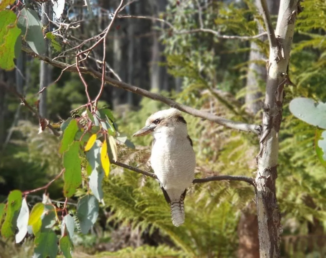 Animals in Lemonthyme Wilderness Retreat