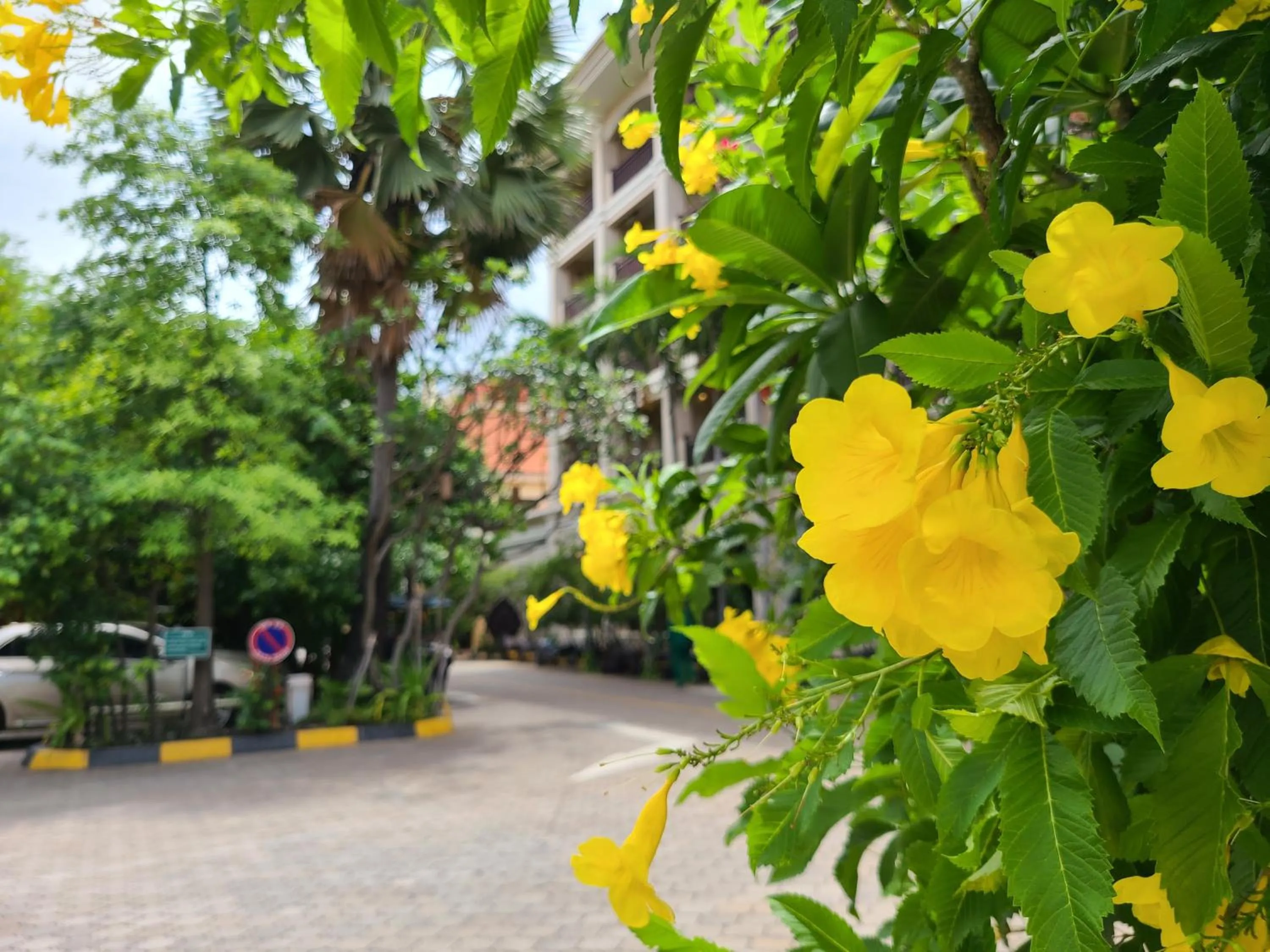 Garden in Somadevi Angkor Premium