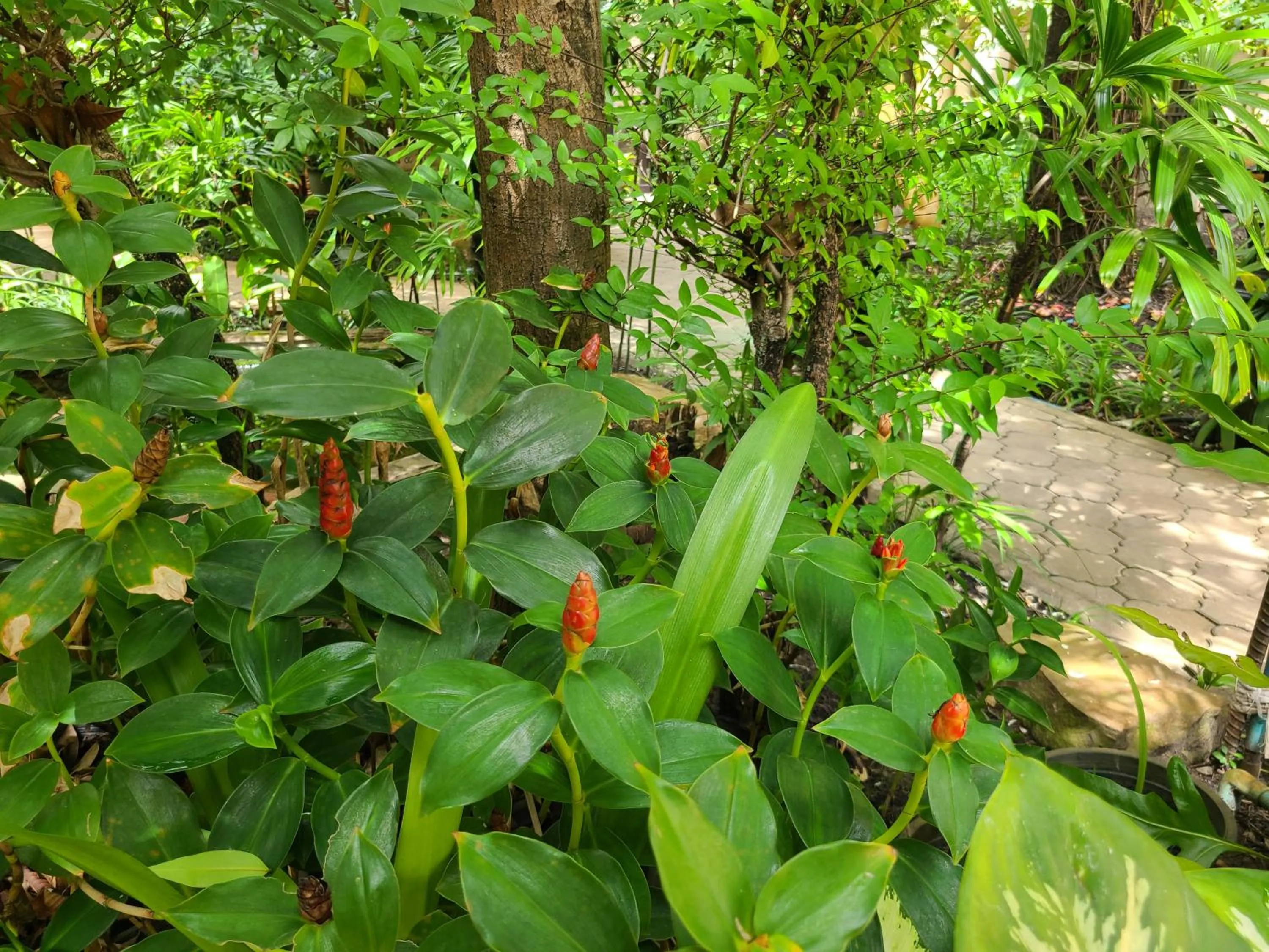 Garden in Somadevi Angkor Premium
