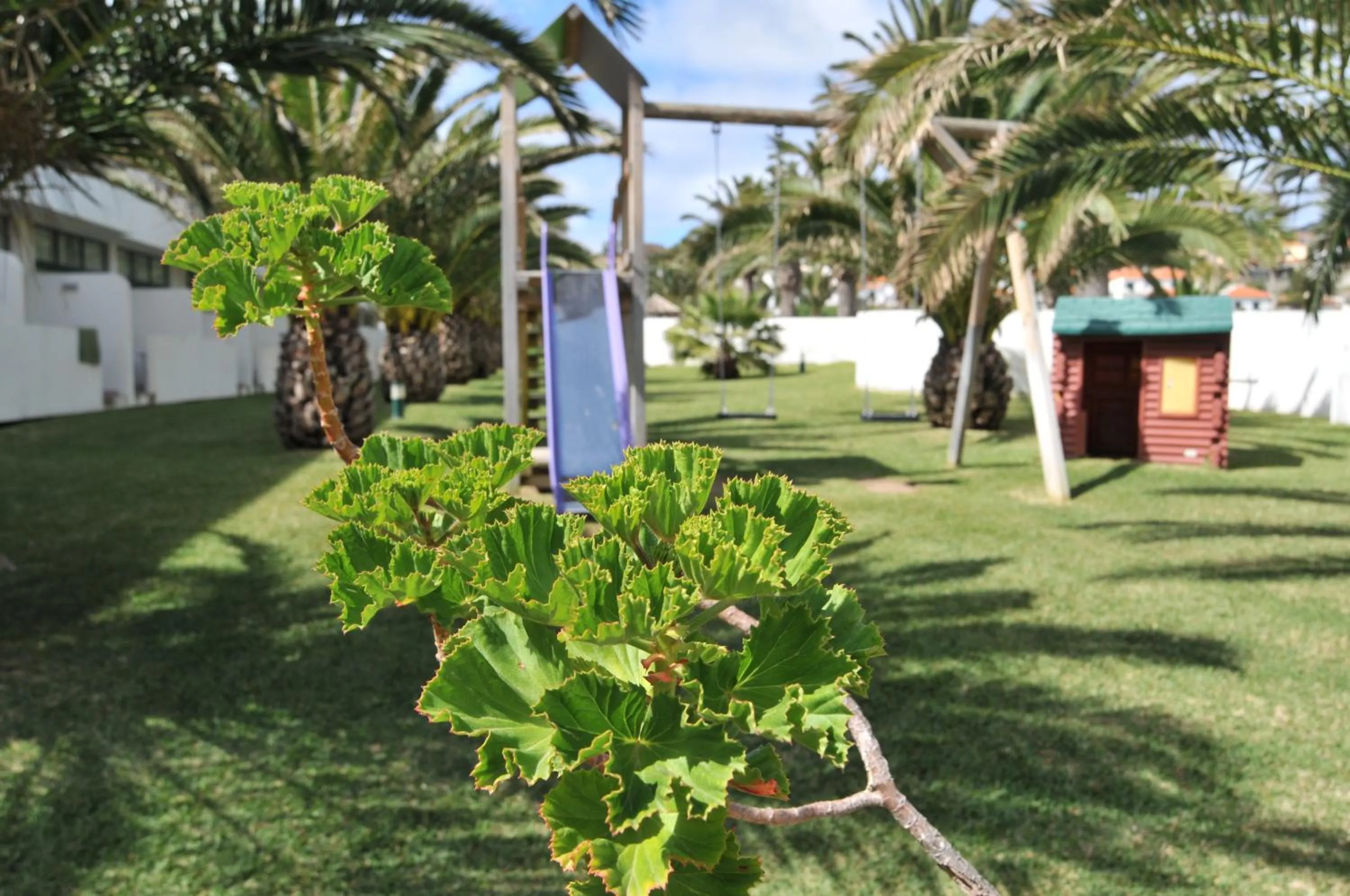 Garden in Hotel Torre Praia