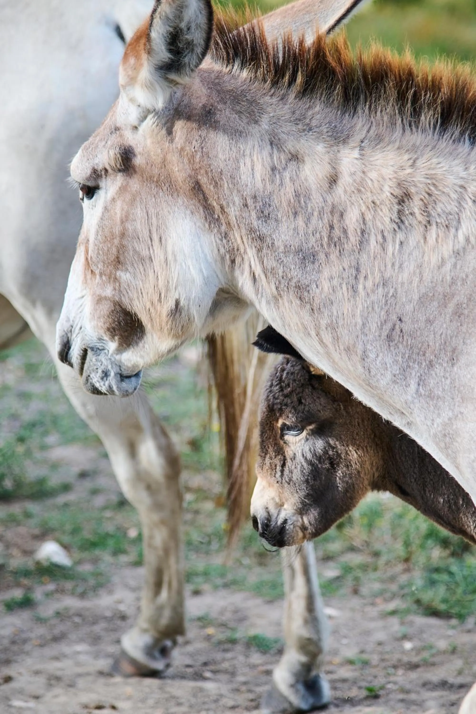 Animals in Quinta da Alcaidaria Mor