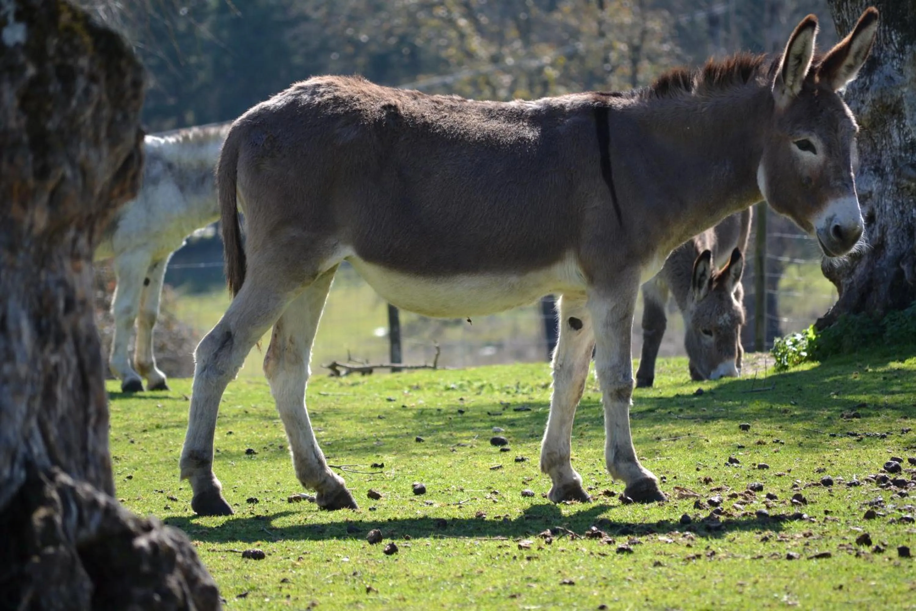Animals in Quinta da Alcaidaria Mor