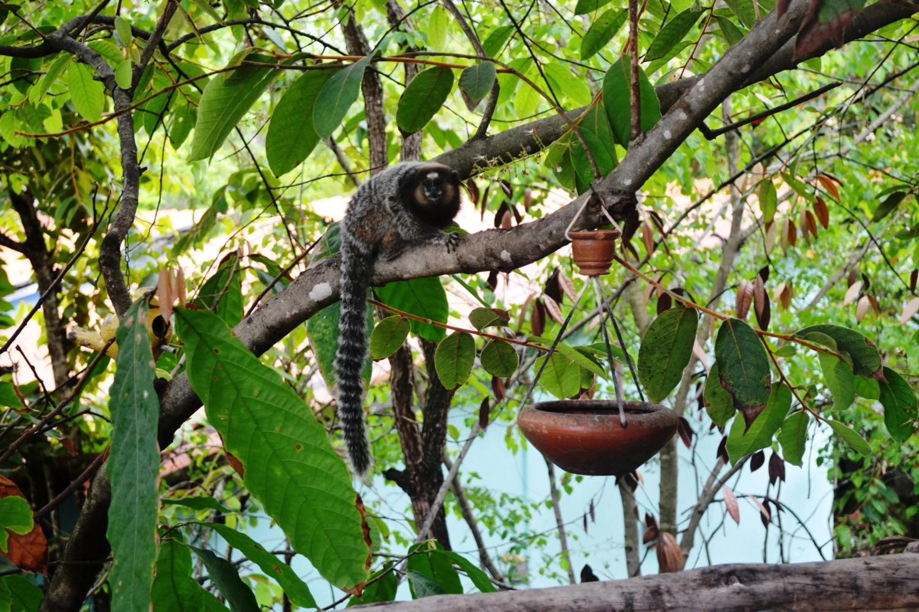 Garden in Pousada Alto do Cajueiro