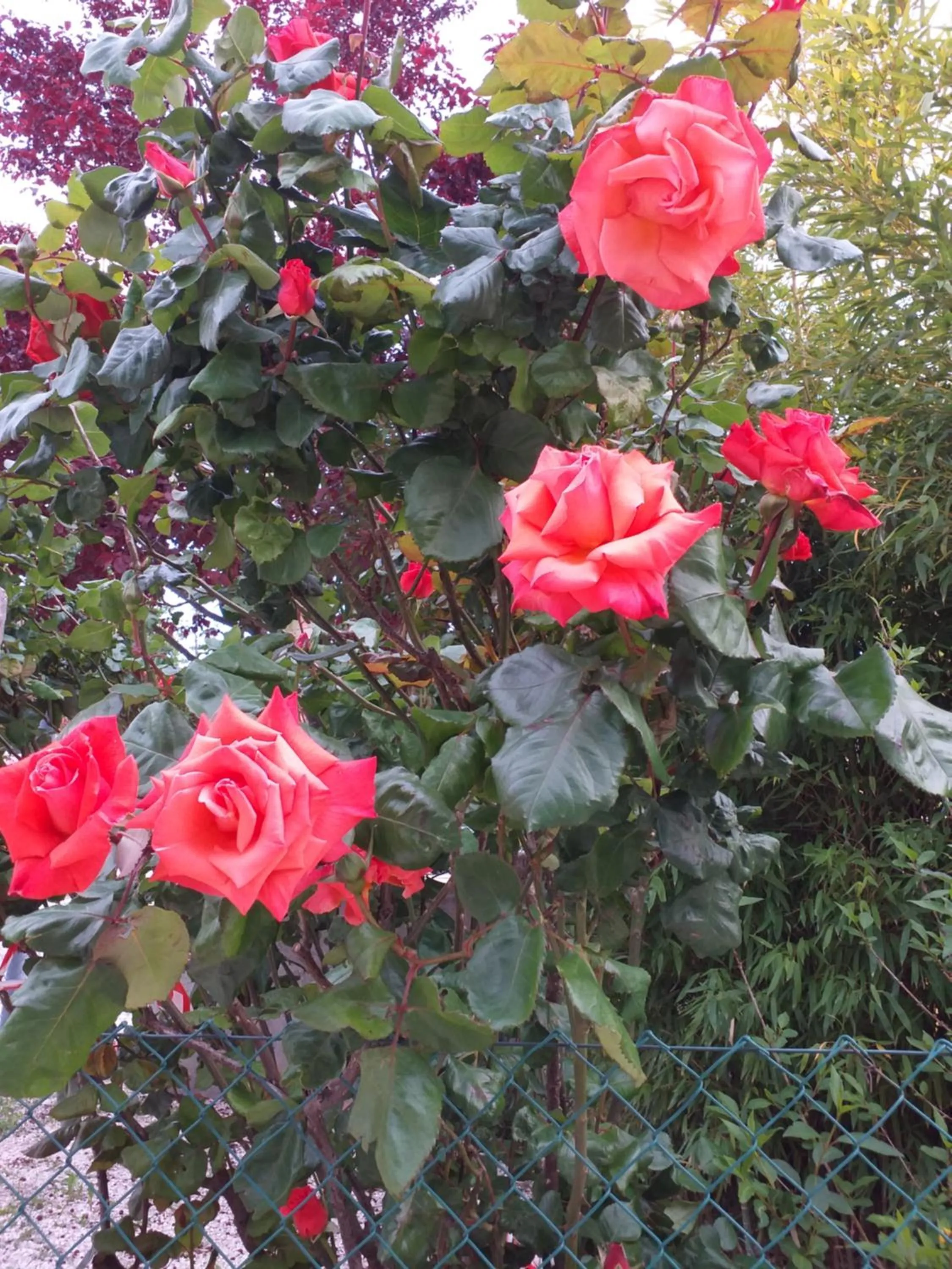 Decorative detail in Bed & Breakfast La Rosa Rossa